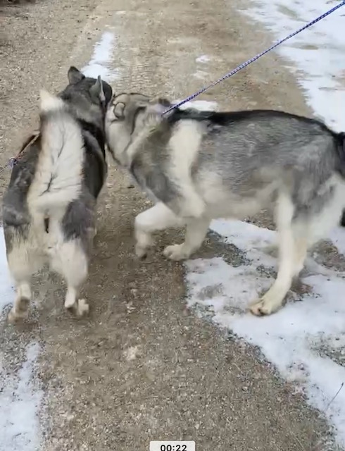 Enlarge Lucy, a Adoptable mixed breed in San Luis, CO image 5/6