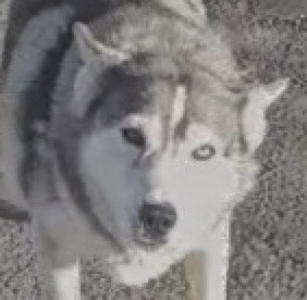 Enlarge Lucy, a Adoptable mixed breed in San Luis, CO image 3/6