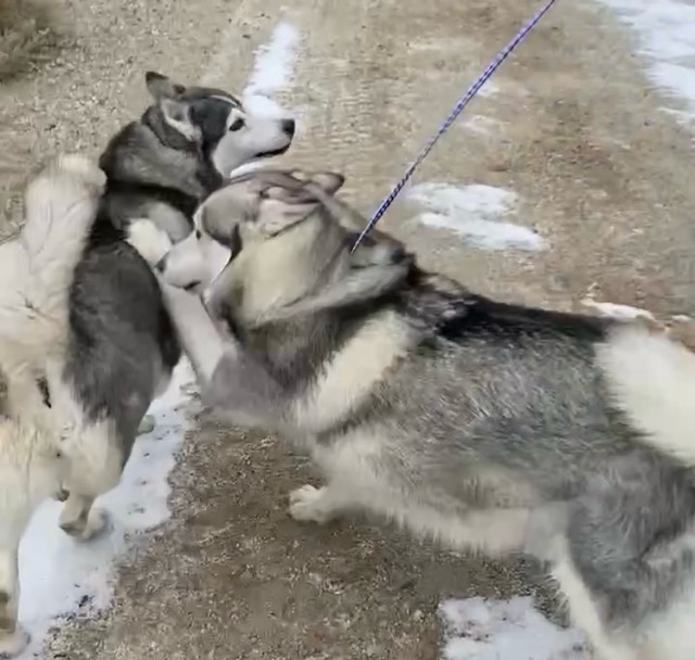 Enlarge Lucy, a Adoptable mixed breed in San Luis, CO image 6/6