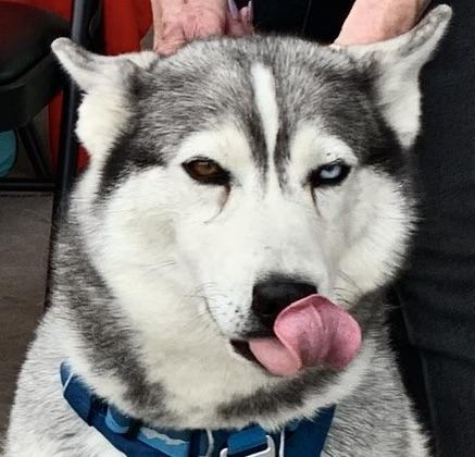 Lucy, Adoptable, Adult Female Husky.