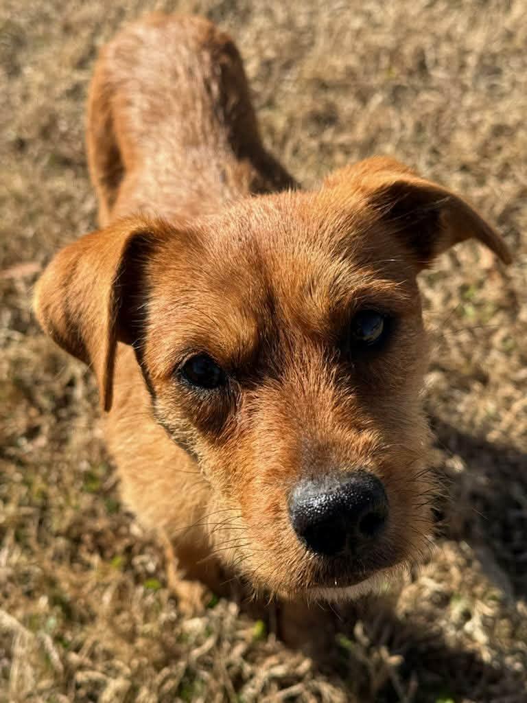Eggnog, Adopted, Young Female Terrier.