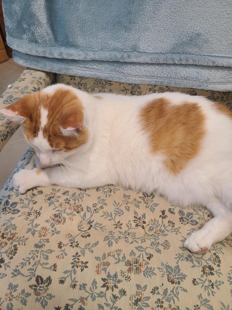 Finley, Adoptable, Adult Male Domestic Short Hair.