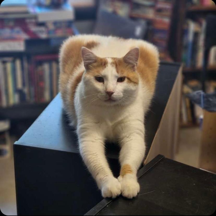 Finley, a Adoptable mixed breed in Portland, IN image 3/6