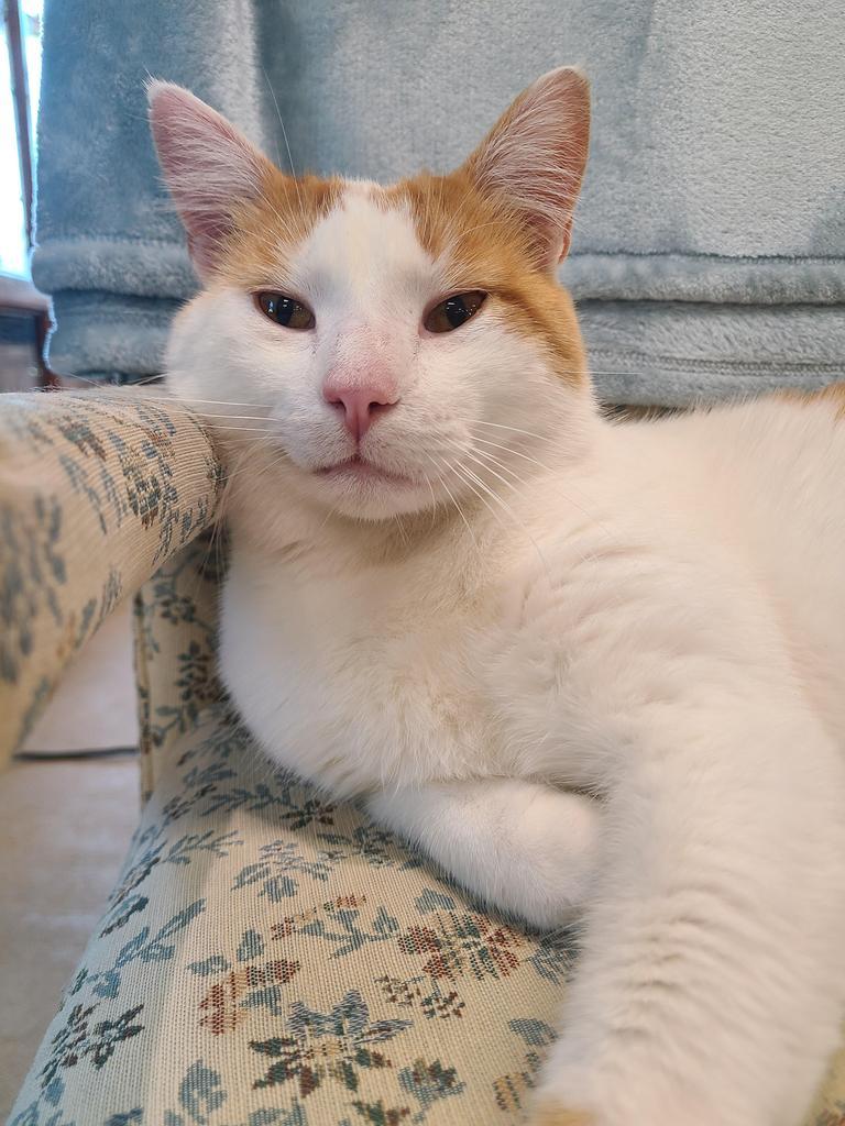 Finley, a Adoptable mixed breed in Portland, IN image 4/6