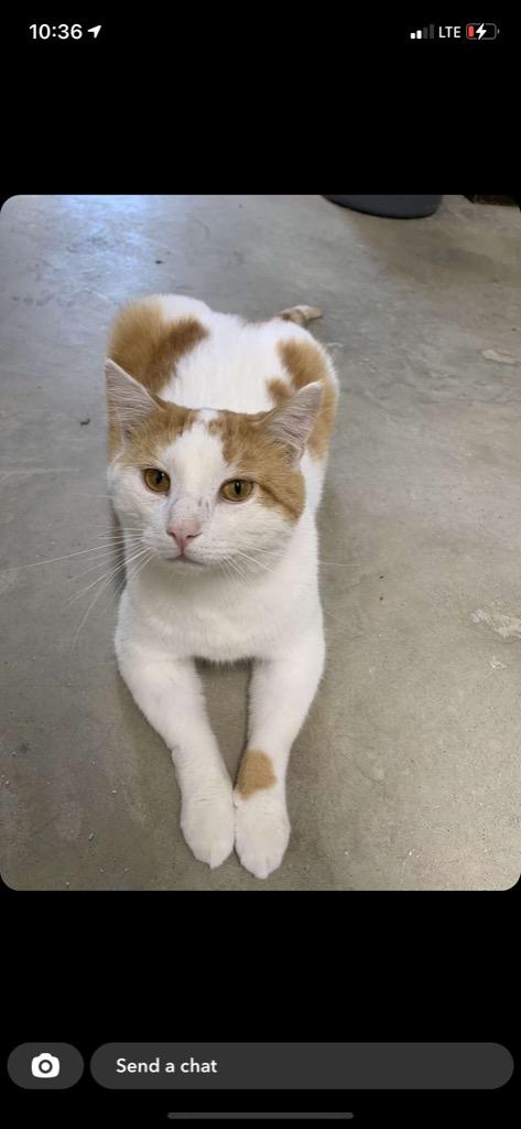 Finley, a Adoptable mixed breed in Portland, IN image 6/6