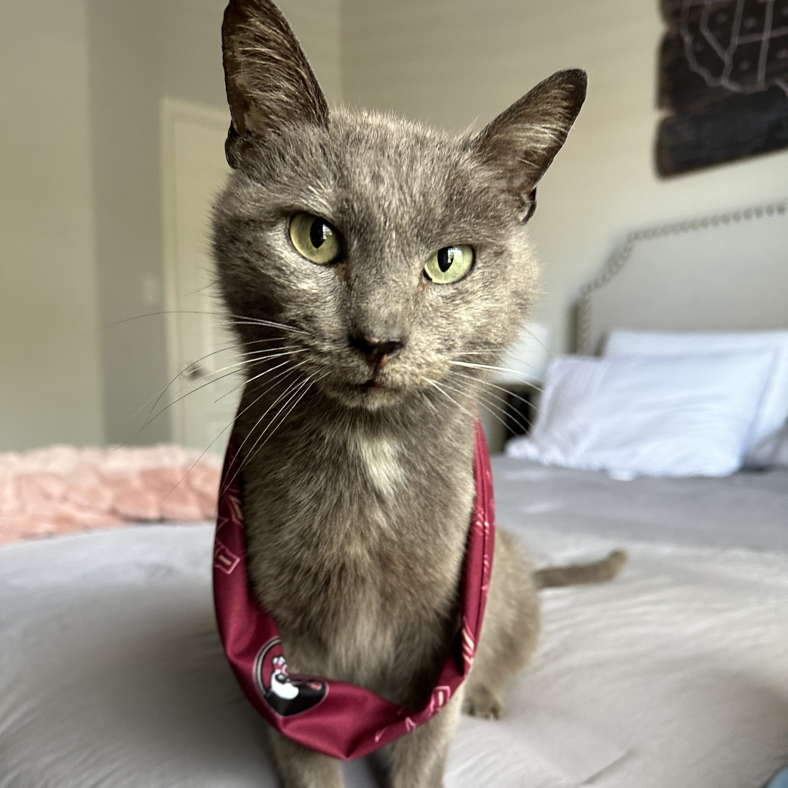 Cat for adoption Kit Kat, a Russian Blue & Domestic Short Hair Mix in