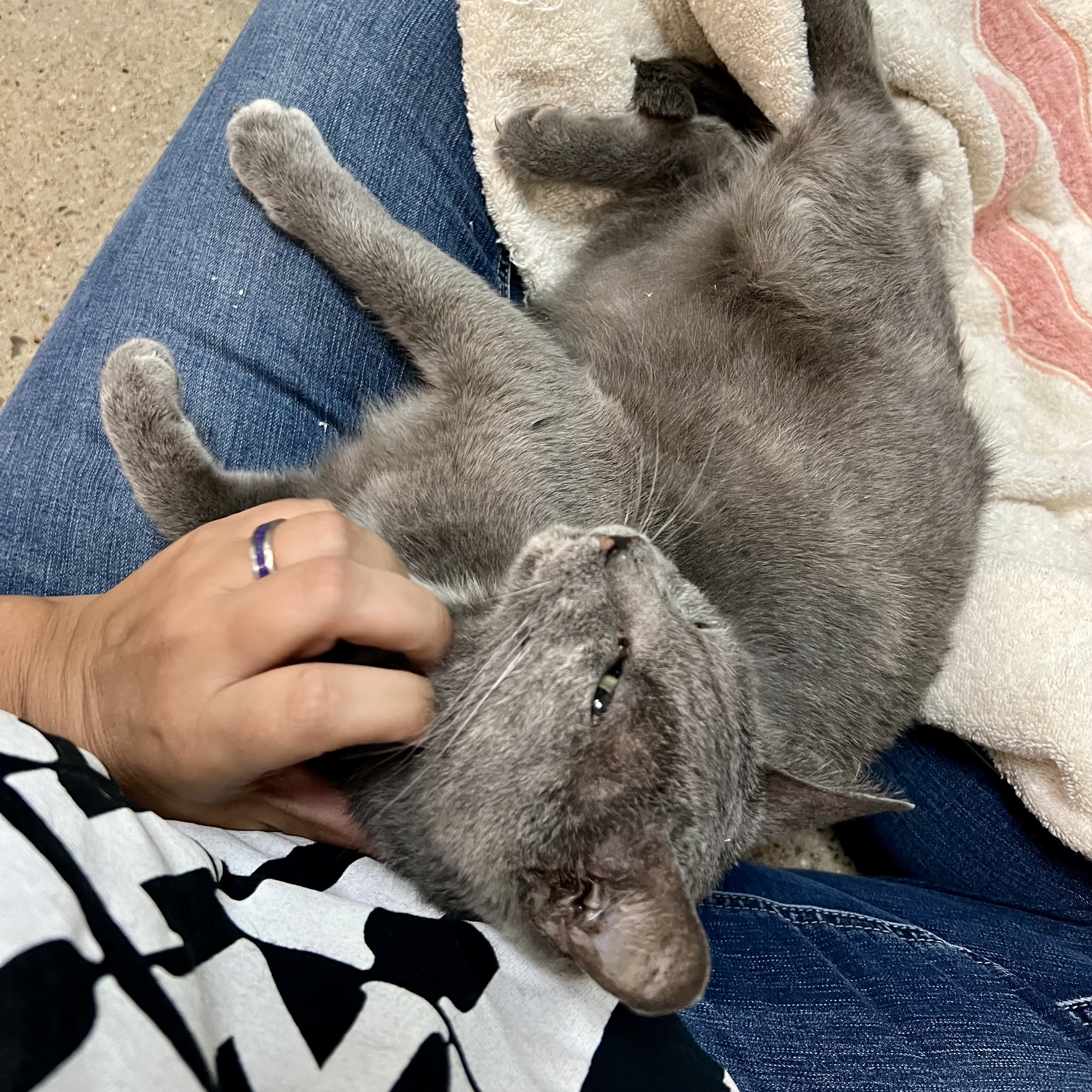 Cat for adoption Kit Kat, a Russian Blue & Domestic Short Hair Mix in