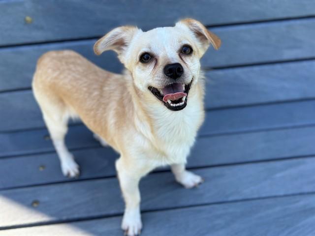 Enlarge TITAN, a Adoptable mixed breed in Santa Clara, CA image 1/1