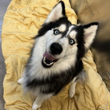 Enlarge Savannah Bananas, a Adoptable Siberian Husky in Baltimore, MD image 1/1