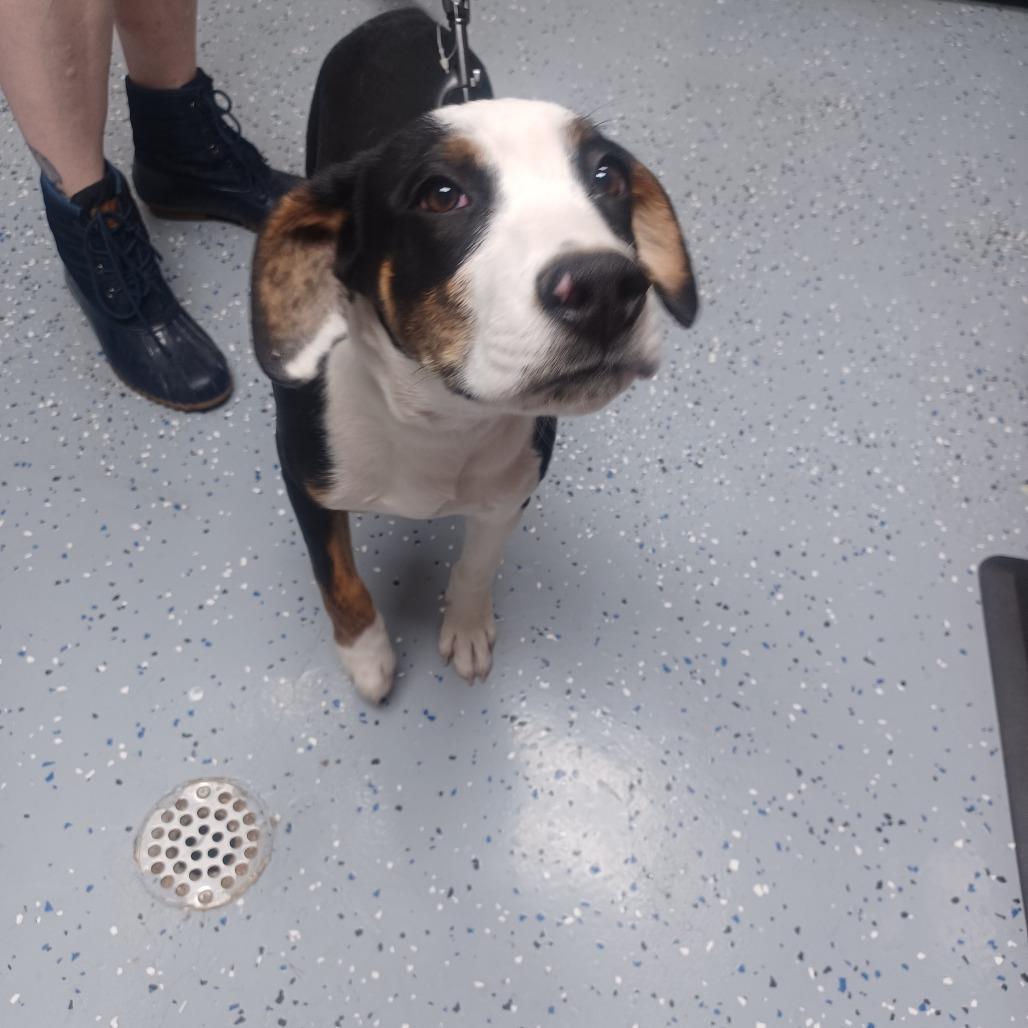 Kyler, Adoptable, Puppy Male Pit Bull Terrier.