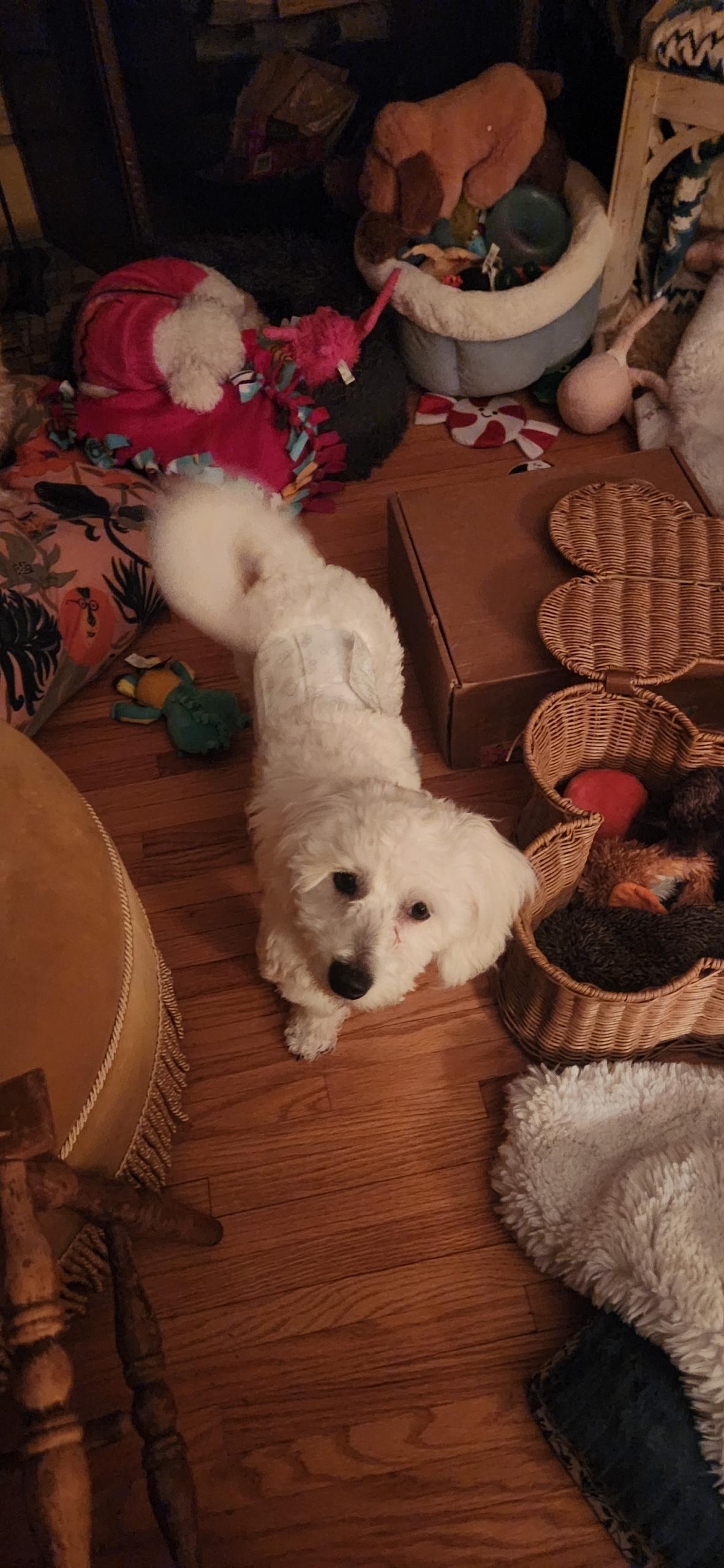 Snickers, ADOPTABLE, Puppy Male Bichon Frise.