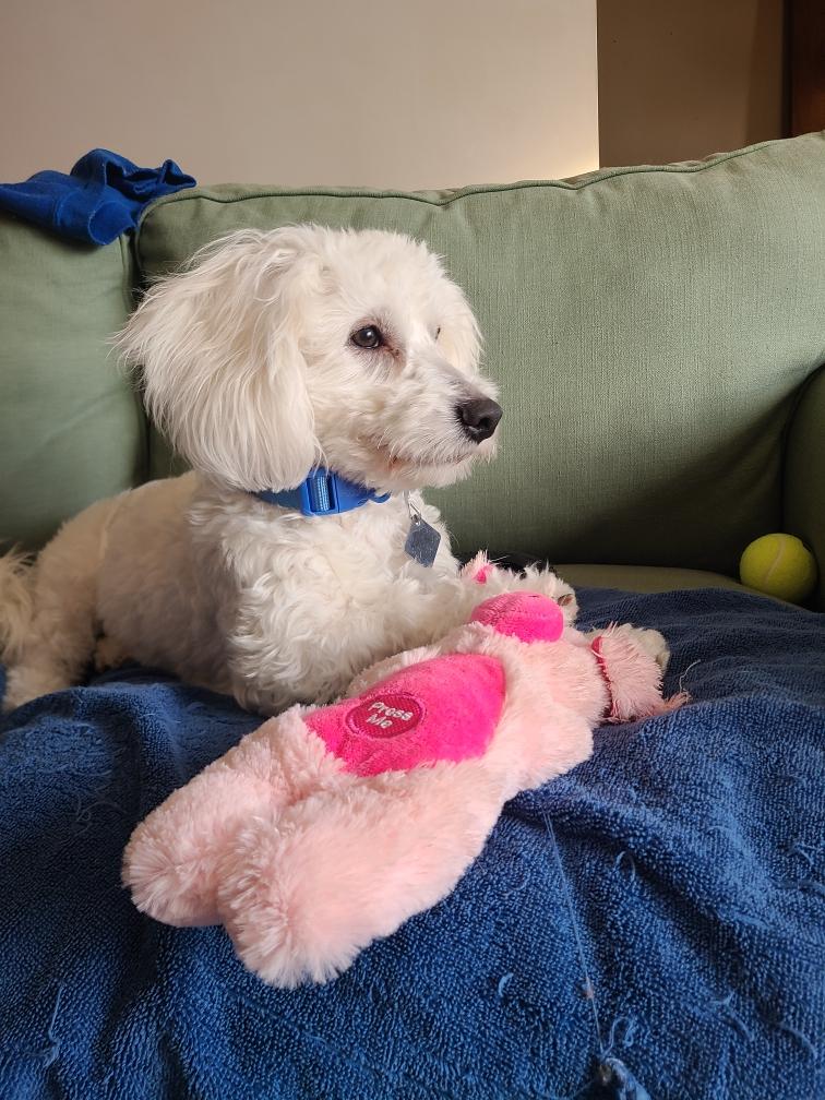 Enlarge Snickers, a ADOPTABLE mixed breed in Eagan, MN image 2/2