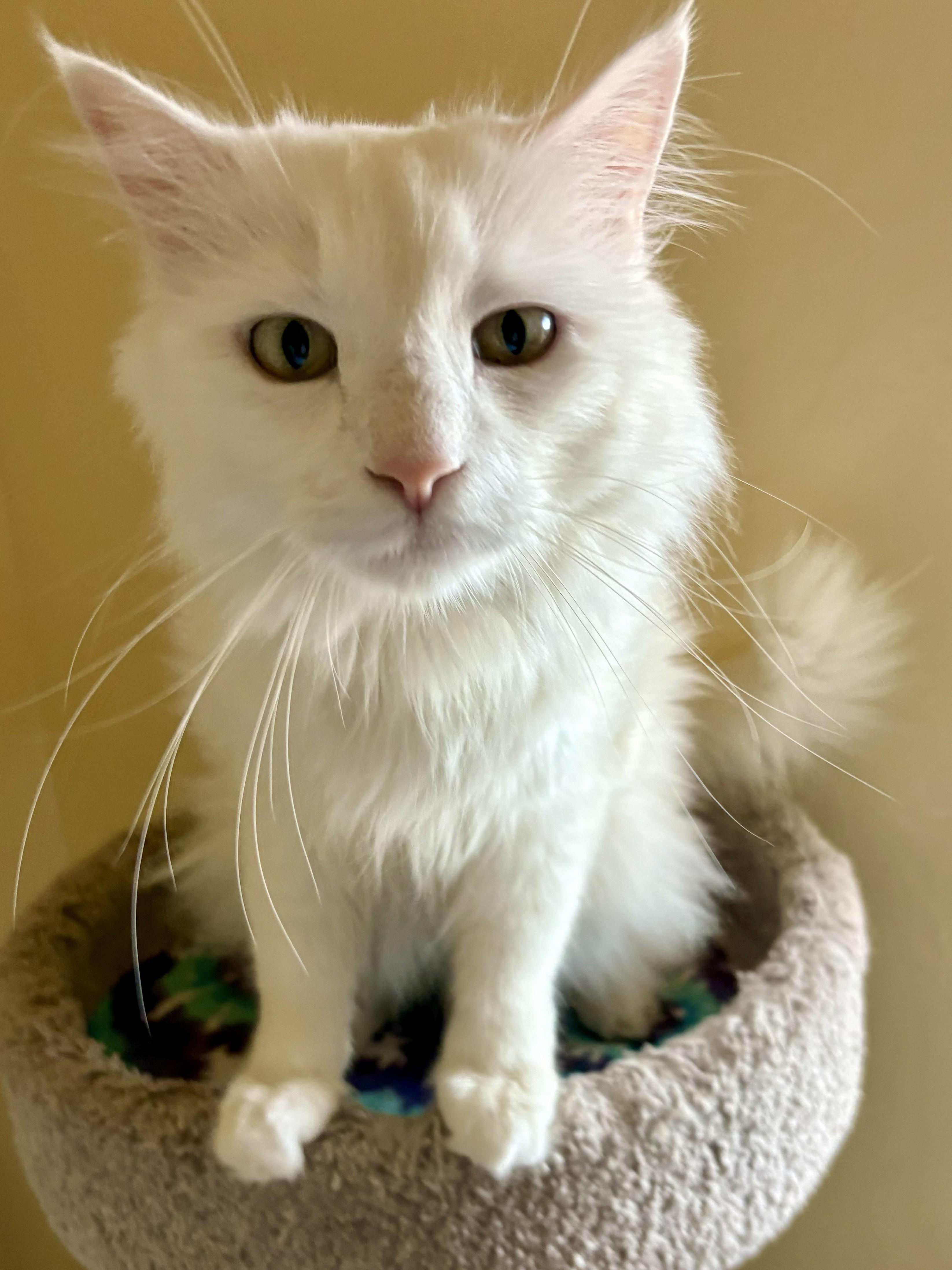 COCO, a ADOPTABLE Domestic Long Hair in Prescott, AZ image 3/5