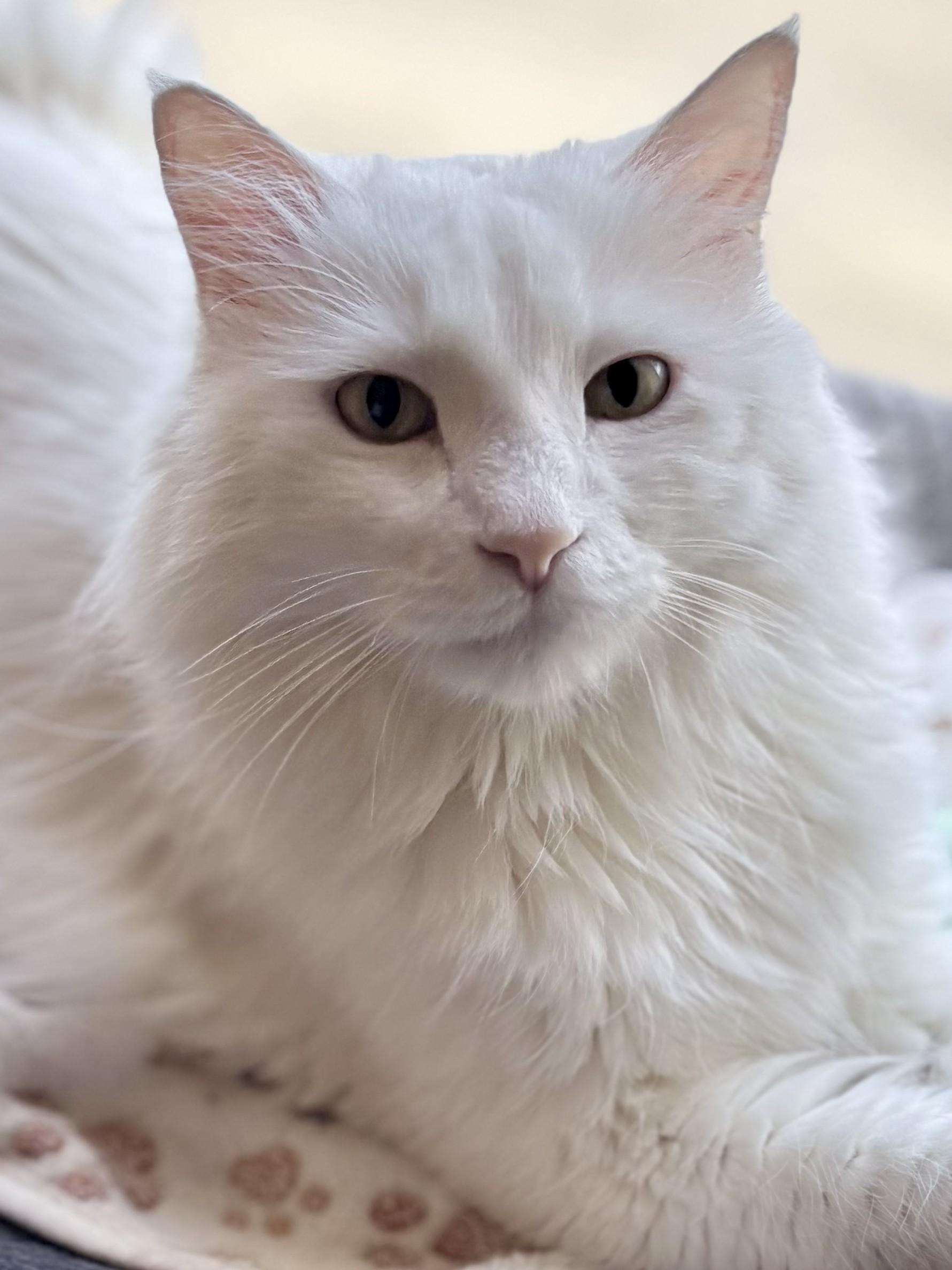 COCO, a ADOPTABLE Domestic Long Hair in Prescott, AZ image 1/5