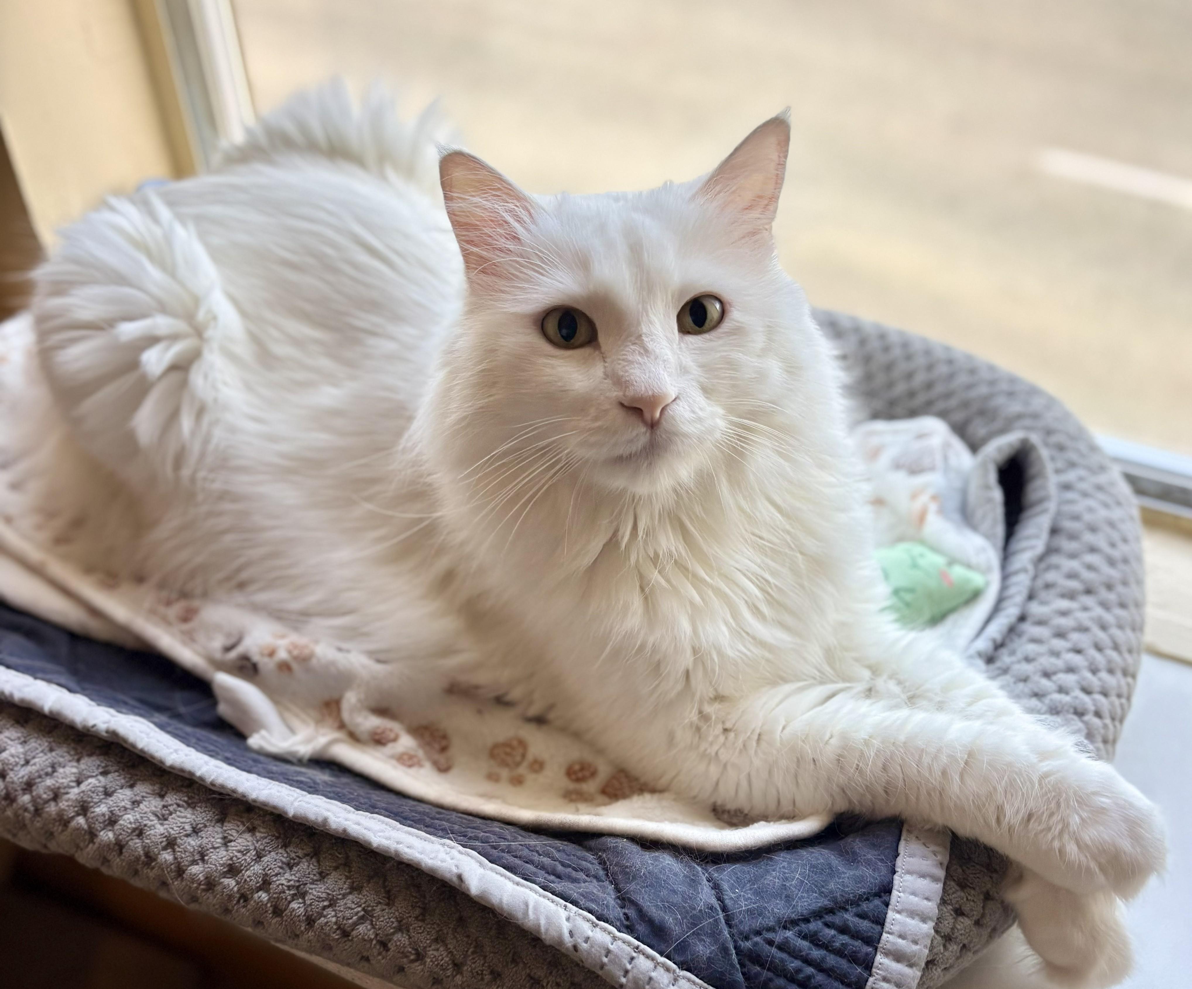 COCO, a ADOPTABLE Domestic Long Hair in Prescott, AZ image 5/5