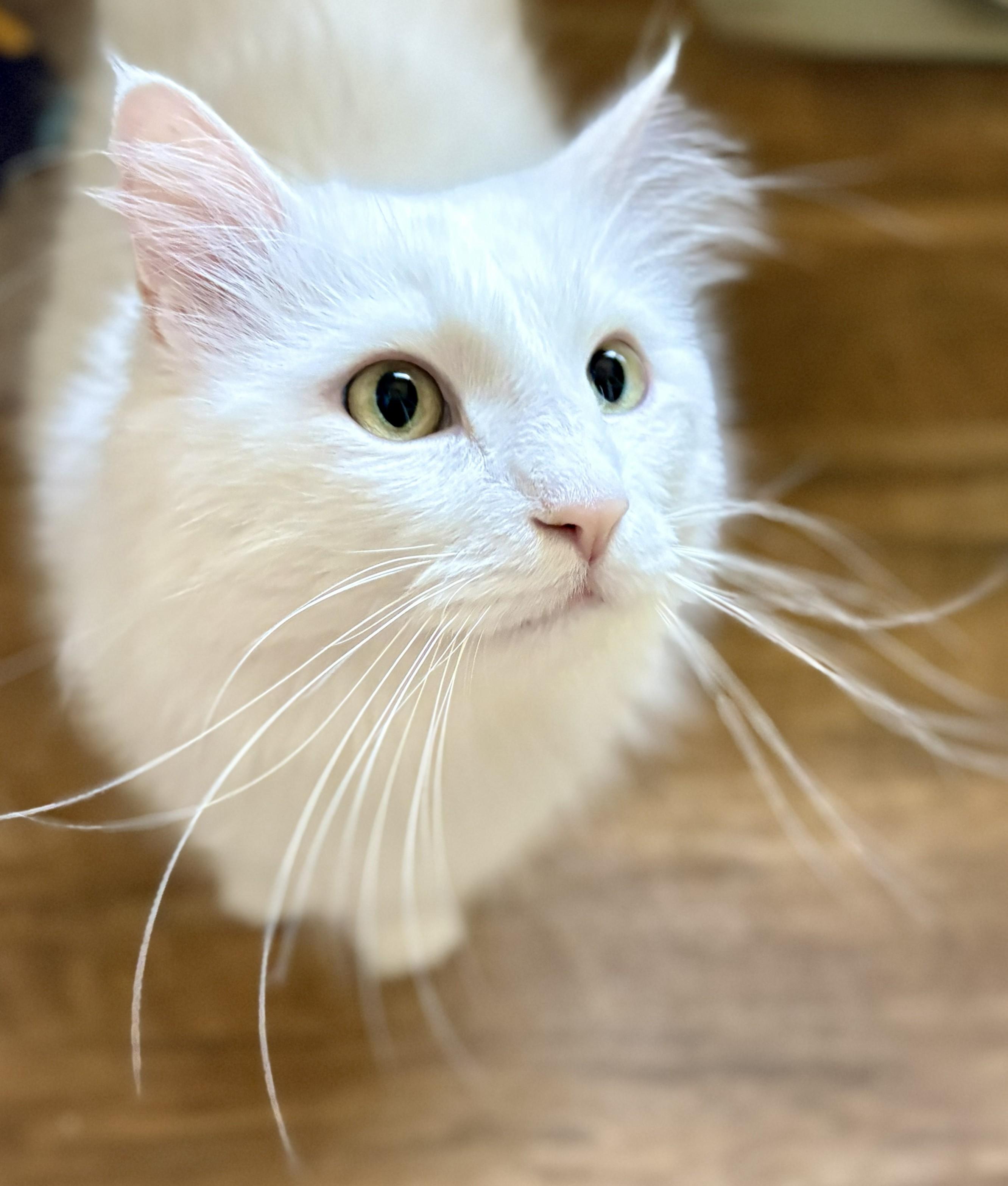 COCO, a ADOPTABLE Domestic Long Hair in Prescott, AZ image 4/5