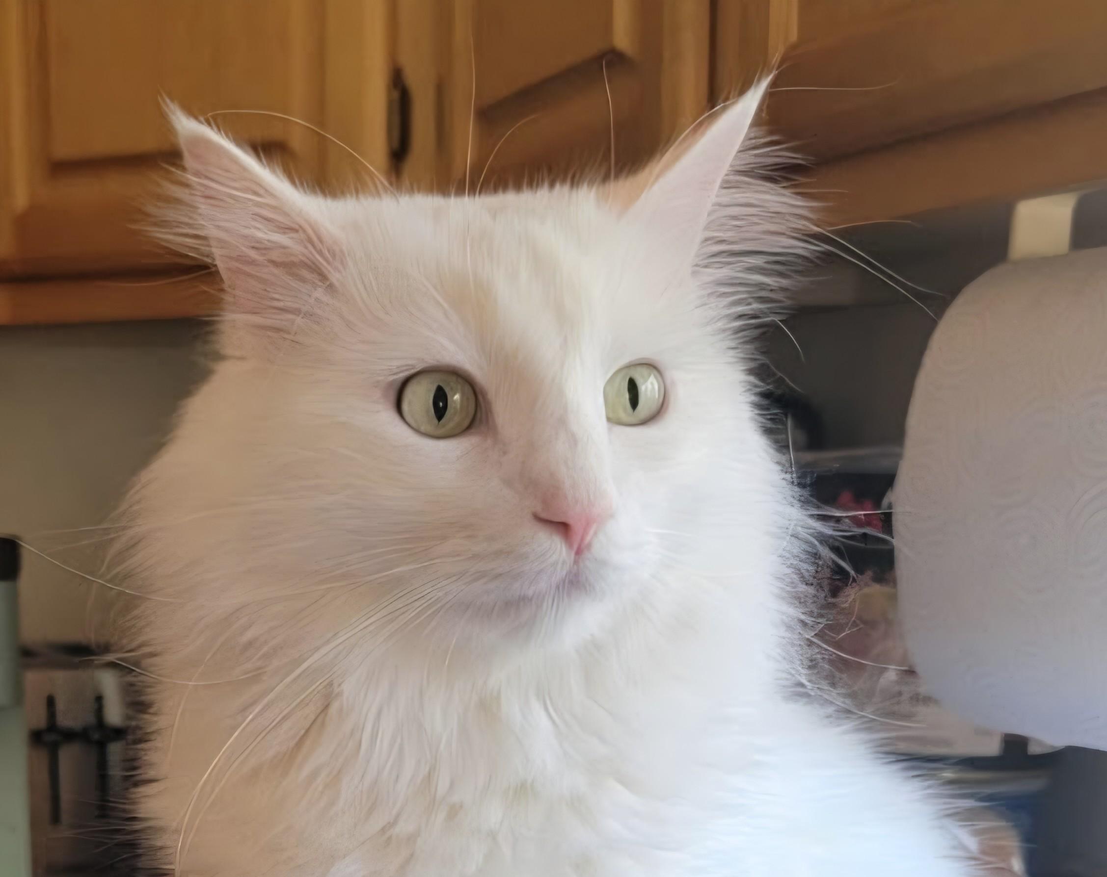 COCO, a ADOPTABLE Domestic Long Hair in Prescott, AZ image 2/5