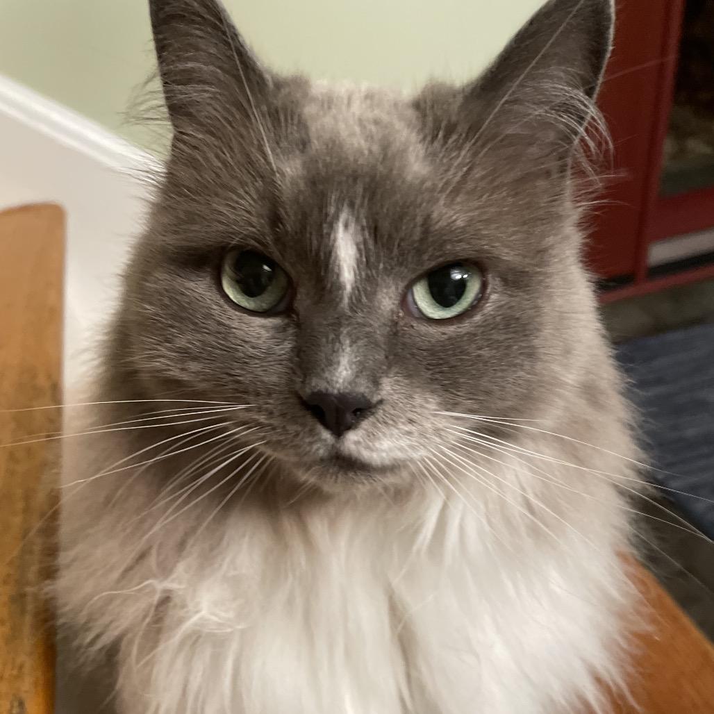 Jimi, Adoptable, Senior Female Ragdoll.