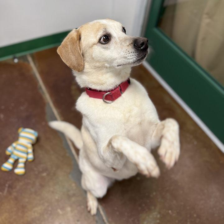 Angus, a Adoptable mixed breed in Springfield, MO image 2/6