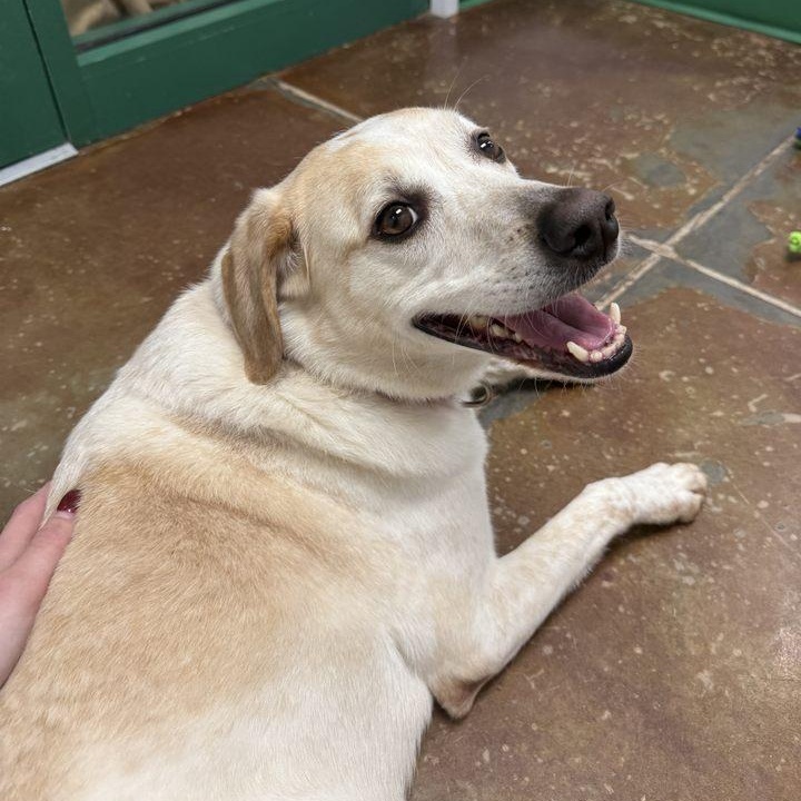 Angus, a Adoptable mixed breed in Springfield, MO image 3/6