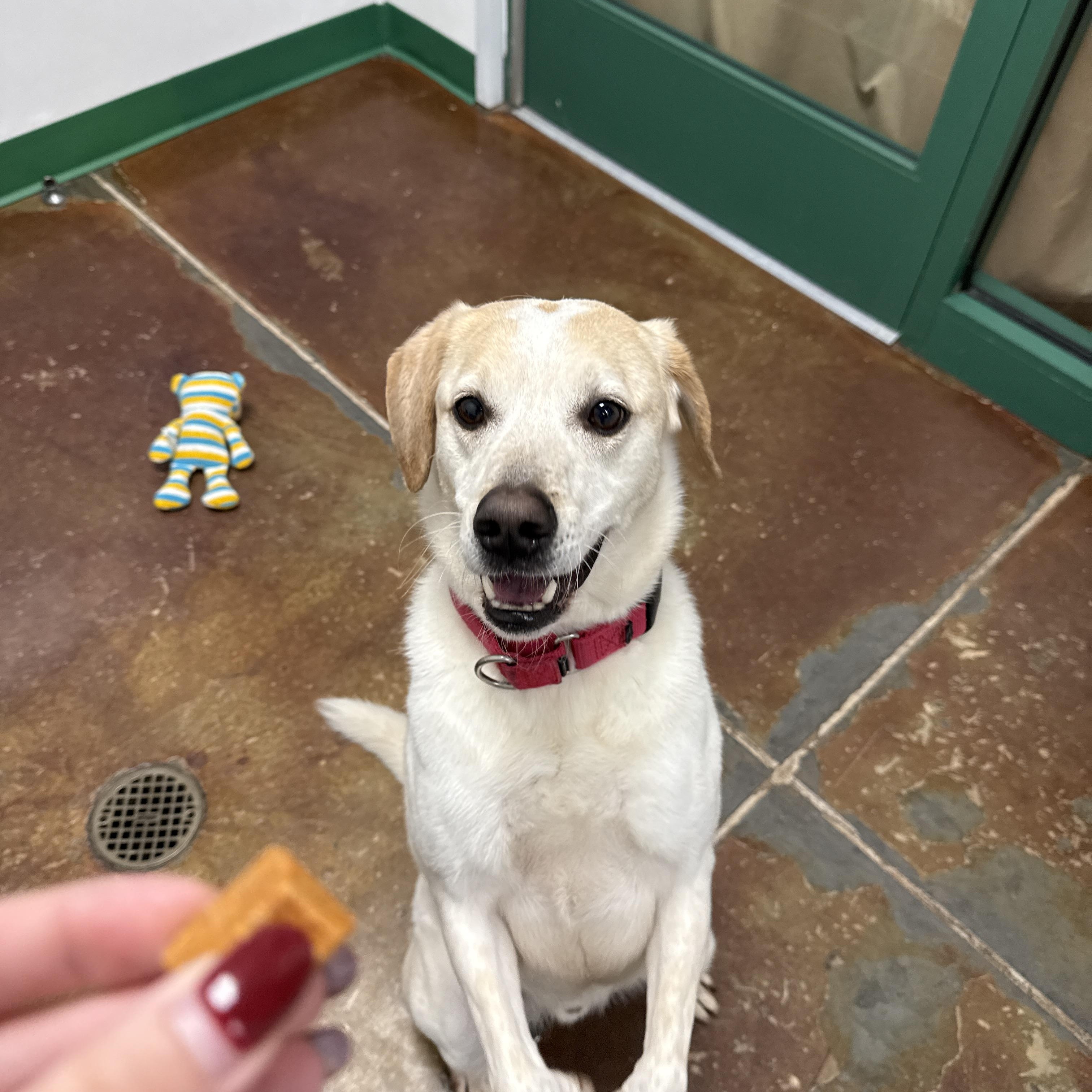 Angus, a Adoptable mixed breed in Springfield, MO image 5/6