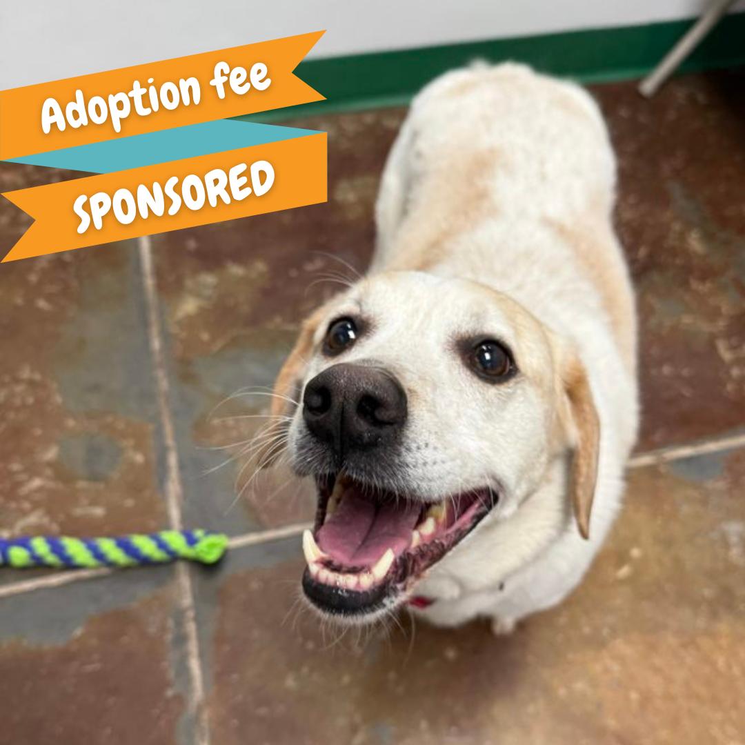 Angus, a Adoptable mixed breed in Springfield, MO image 1/6