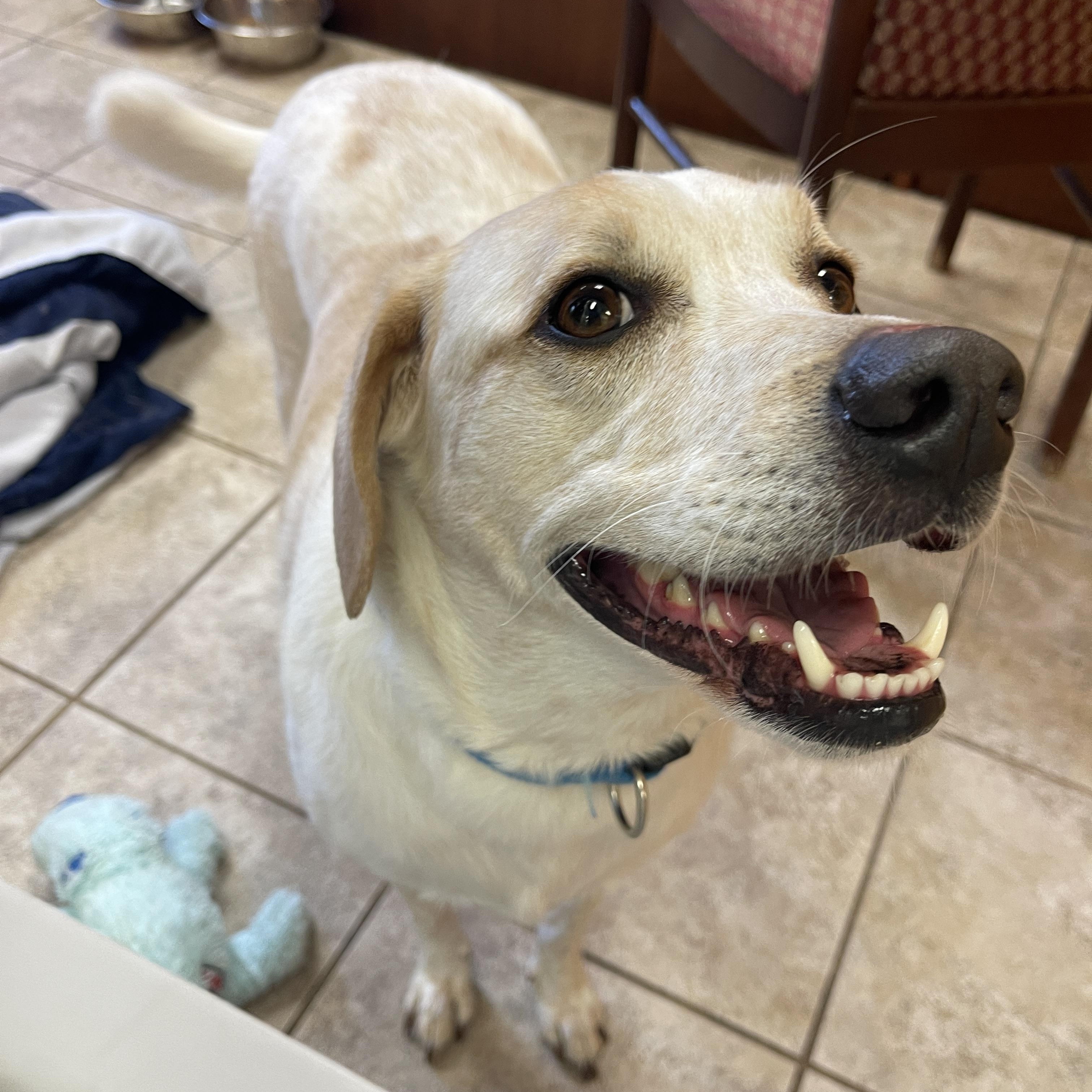 Angus, a Adoptable mixed breed in Springfield, MO image 4/6
