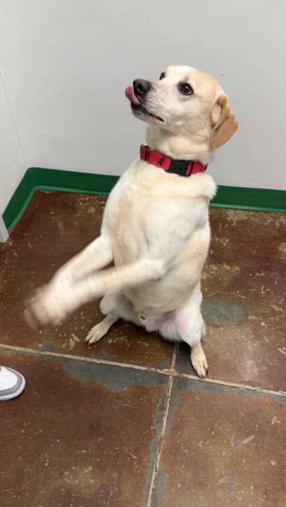 Enlarge Angus, a Adoptable mixed breed in Springfield, MO video 6/6