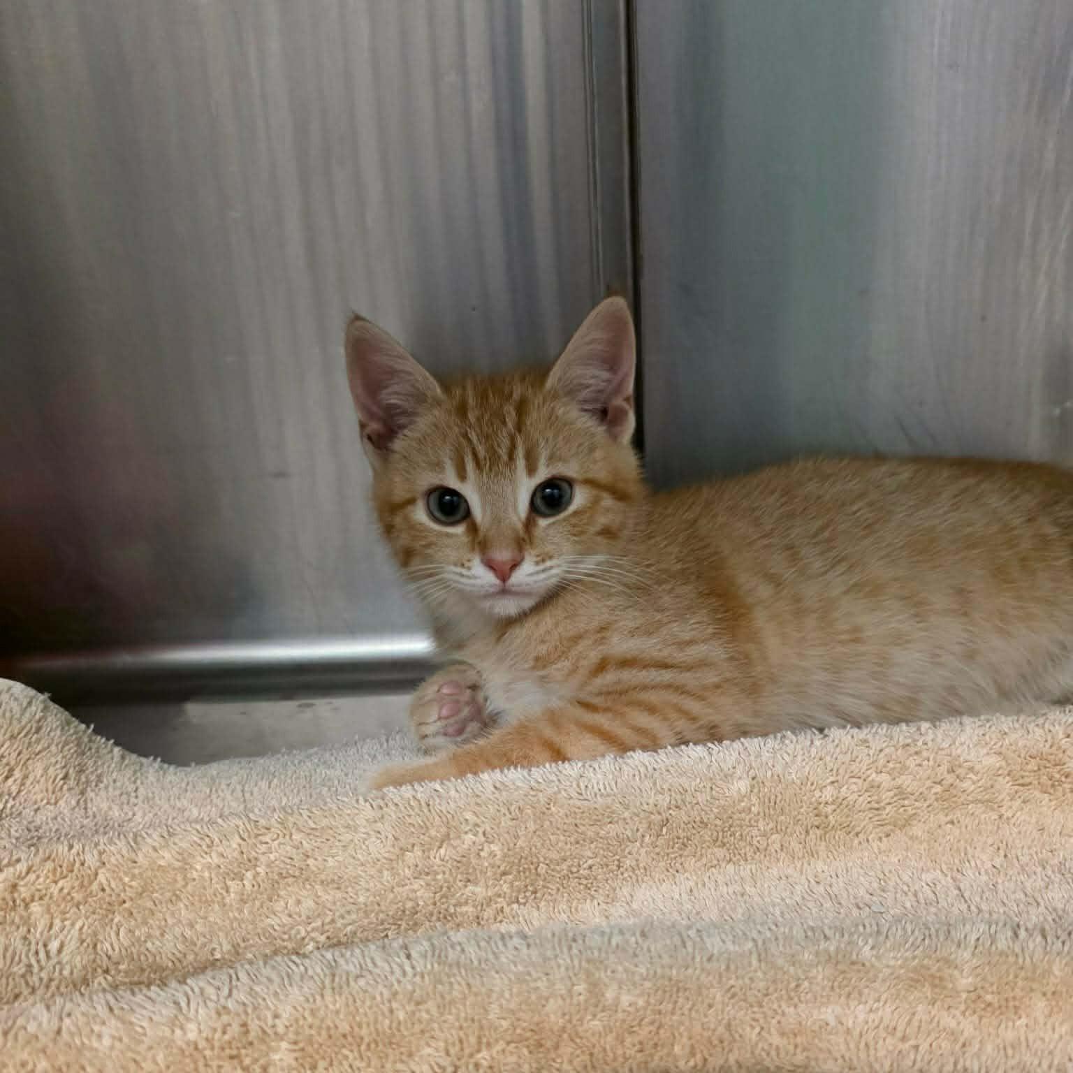 Matthew, adopted, Kitten Male Domestic Short Hair.