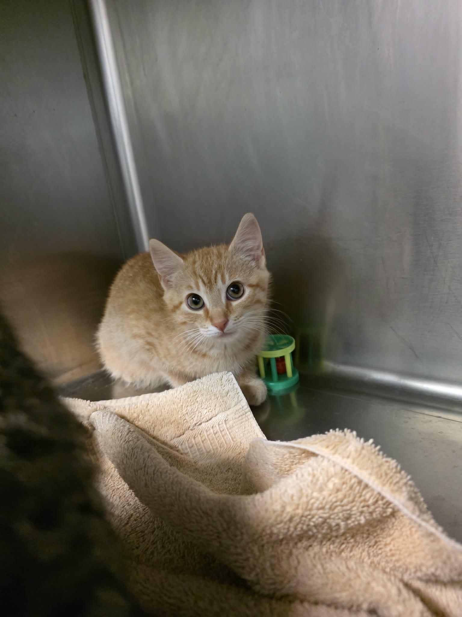 Matthew, an adopted Domestic Short Hair in Umatilla, FL image 2/2