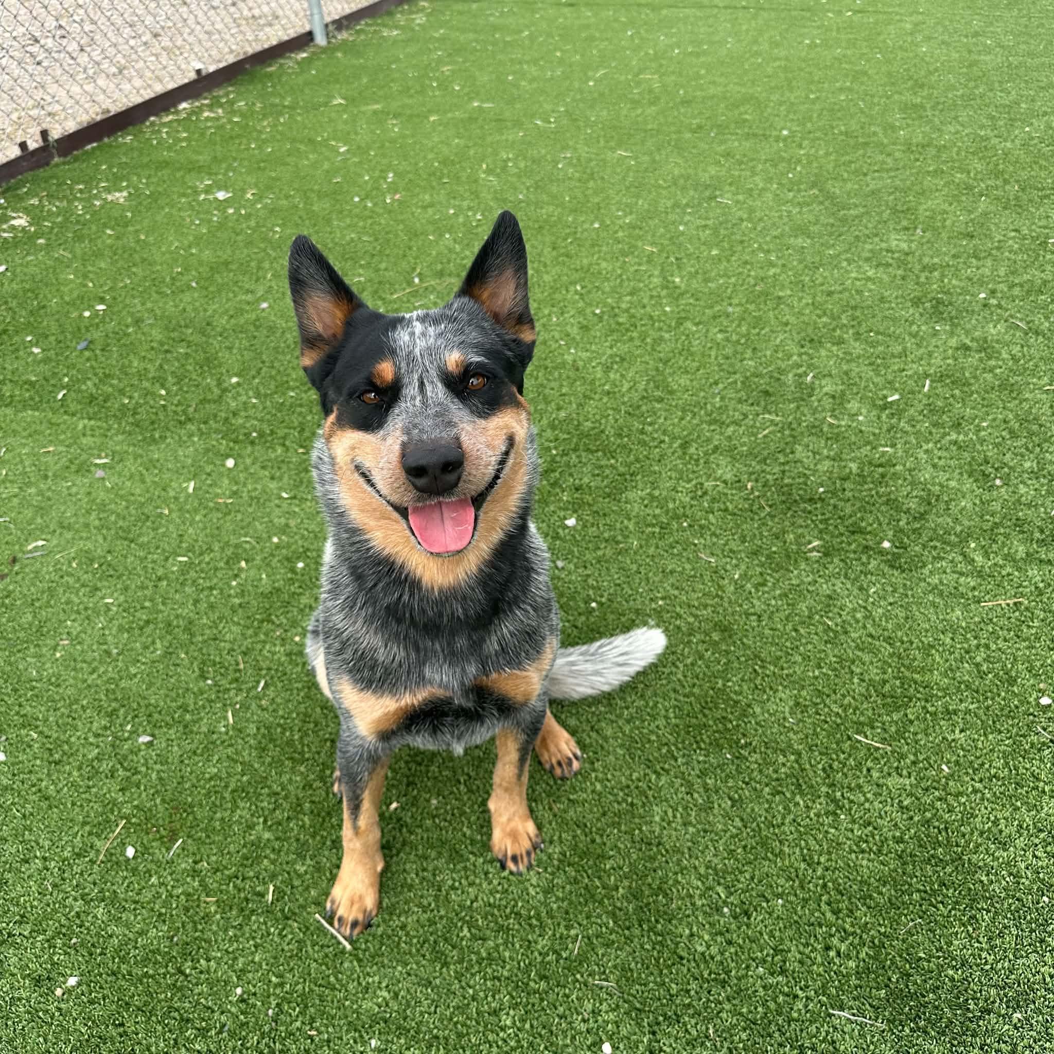 Bandit, an adopted Australian Cattle Dog / Blue Heeler in Truth or Consequences , NM image 2/6