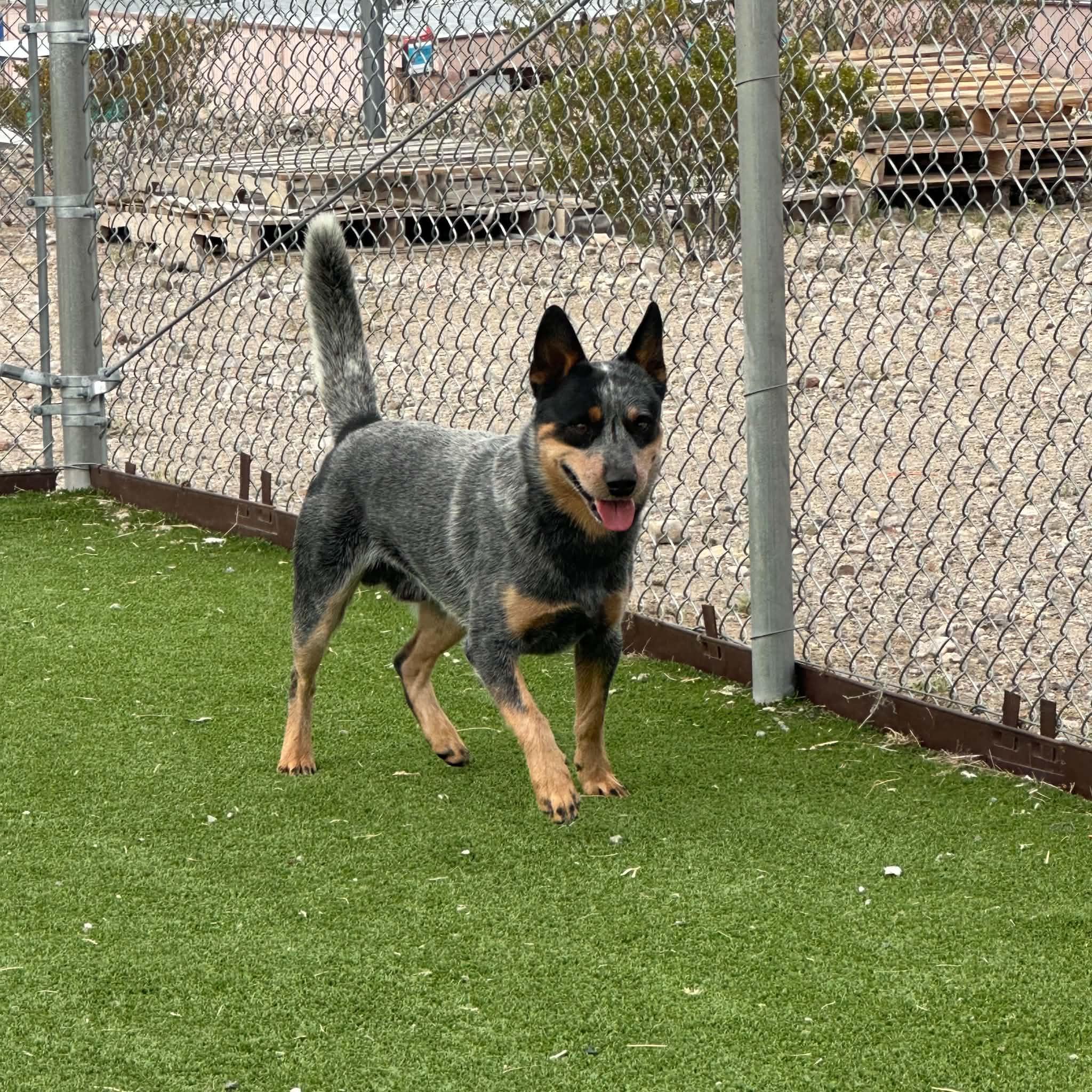 Bandit, an adopted Australian Cattle Dog / Blue Heeler in Truth or Consequences , NM image 4/6