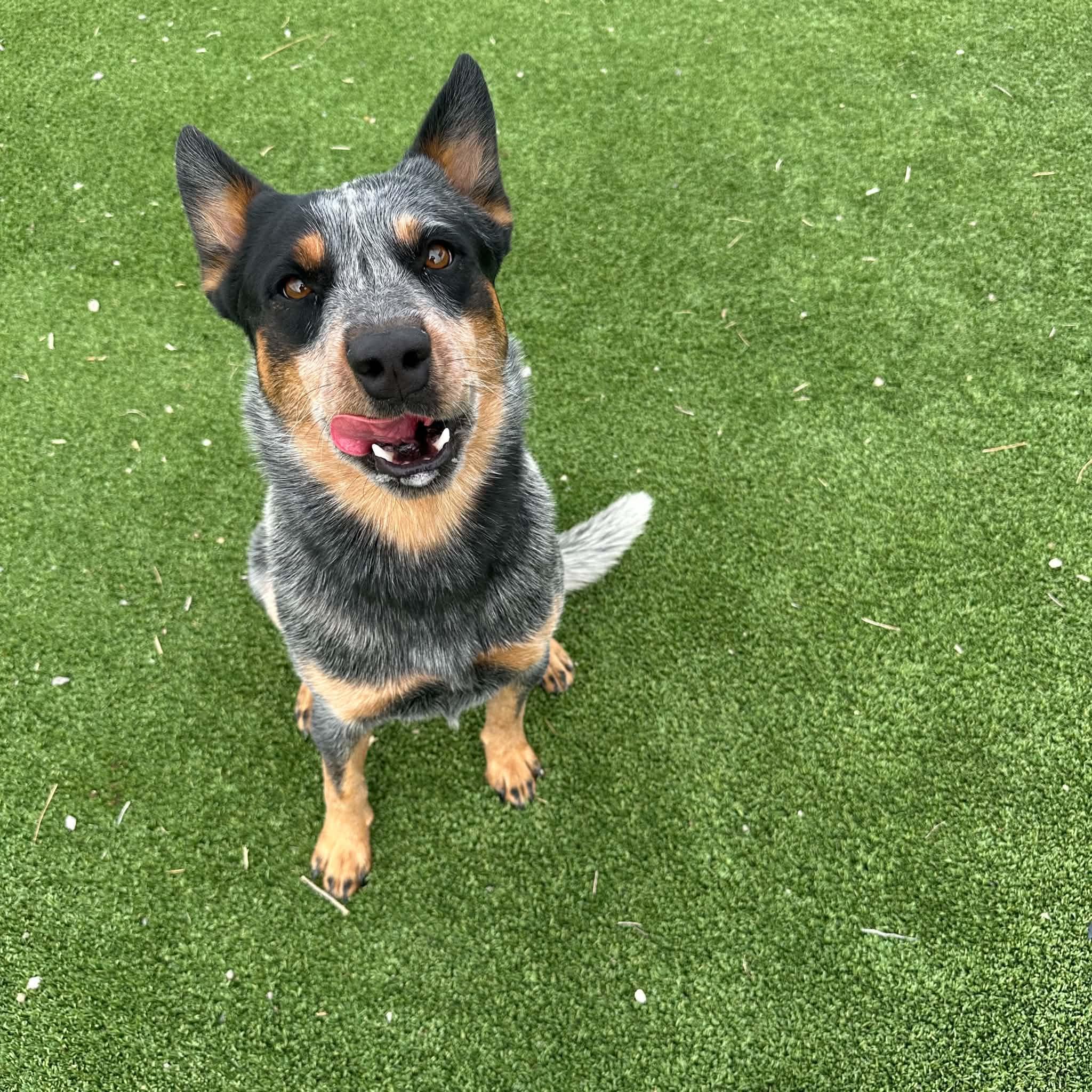 Bandit, an adopted Australian Cattle Dog / Blue Heeler in Truth or Consequences , NM image 3/6
