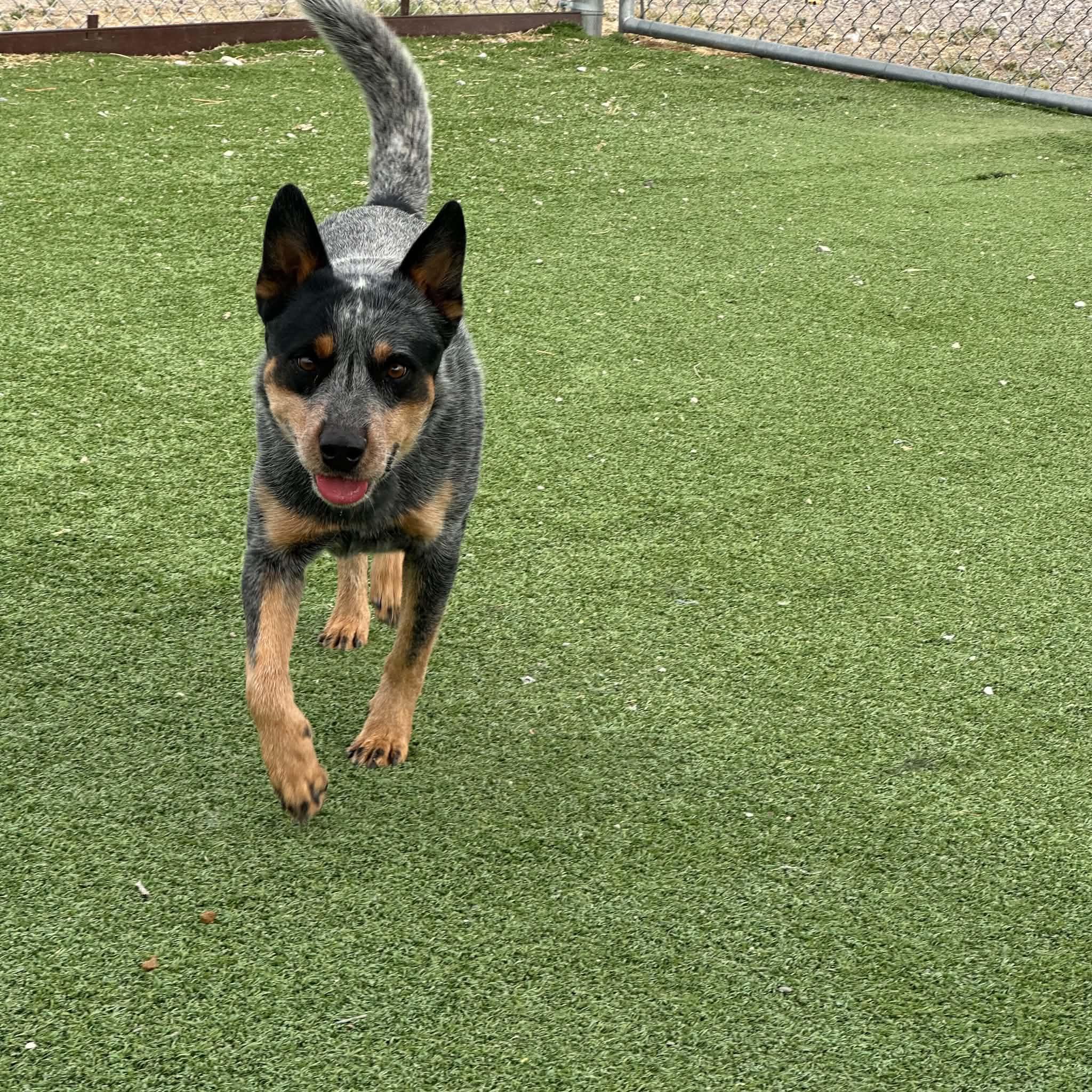 Bandit, an adopted Australian Cattle Dog / Blue Heeler in Truth or Consequences , NM image 1/6