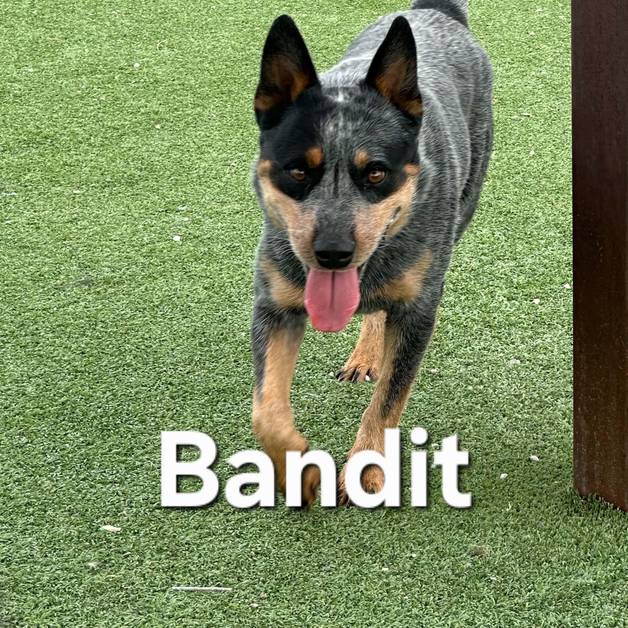 Bandit, an adopted Australian Cattle Dog / Blue Heeler in Truth or Consequences , NM image 5/6