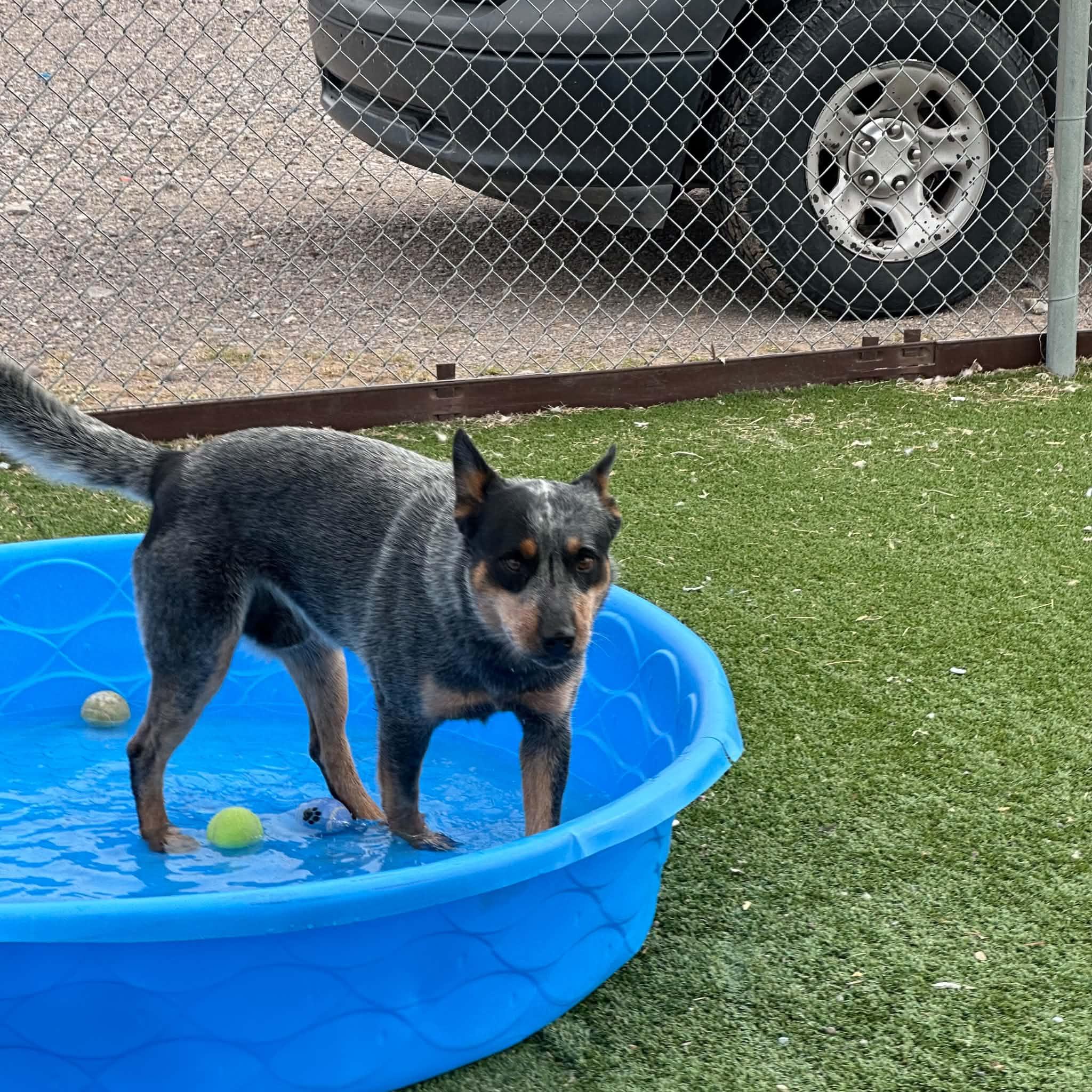 Bandit, an adopted Australian Cattle Dog / Blue Heeler in Truth or Consequences , NM image 6/6