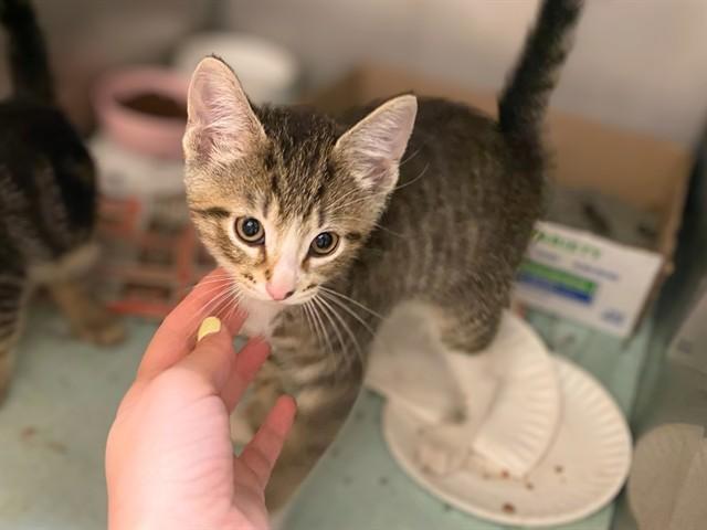 SOUP, Adoptable, Kitten Male Domestic Short Hair.