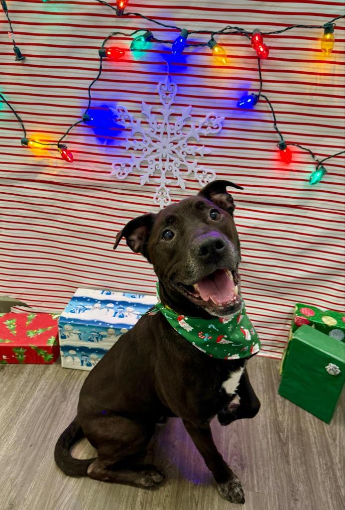 Brodie, Adoptable, Adult Male Labrador Retriever & Pit Bull Terrier.