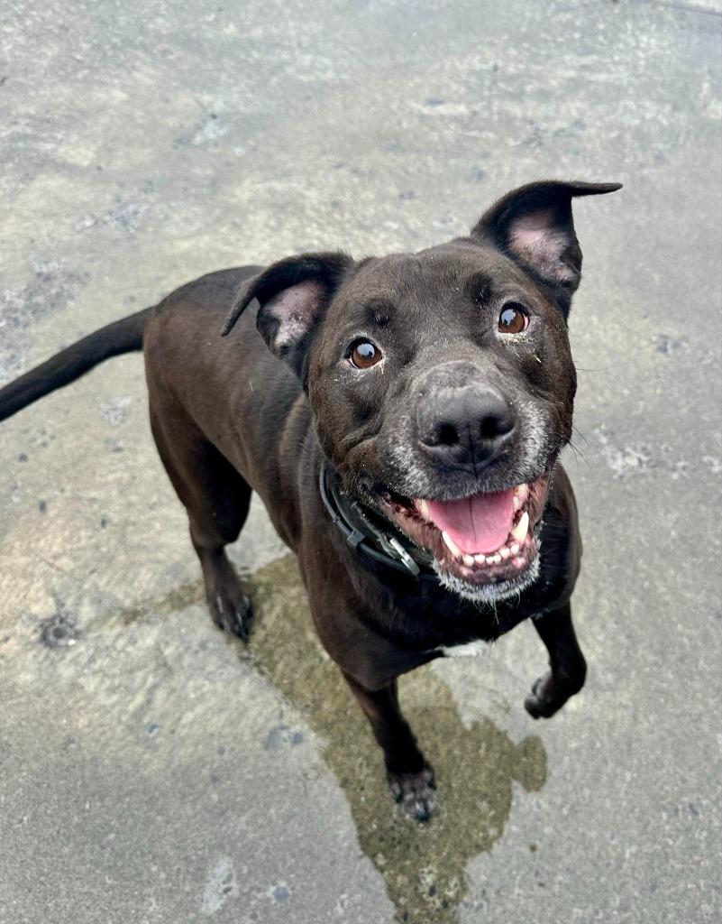 Enlarge Brodie, a Adoptable mixed breed in Kodiak, AK image 2/5