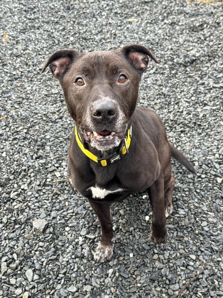 Enlarge Brodie, a Adoptable mixed breed in Kodiak, AK image 3/5