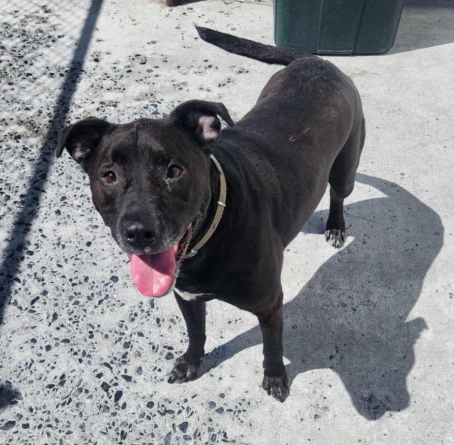 Enlarge Brodie, a Adoptable mixed breed in Kodiak, AK image 4/5