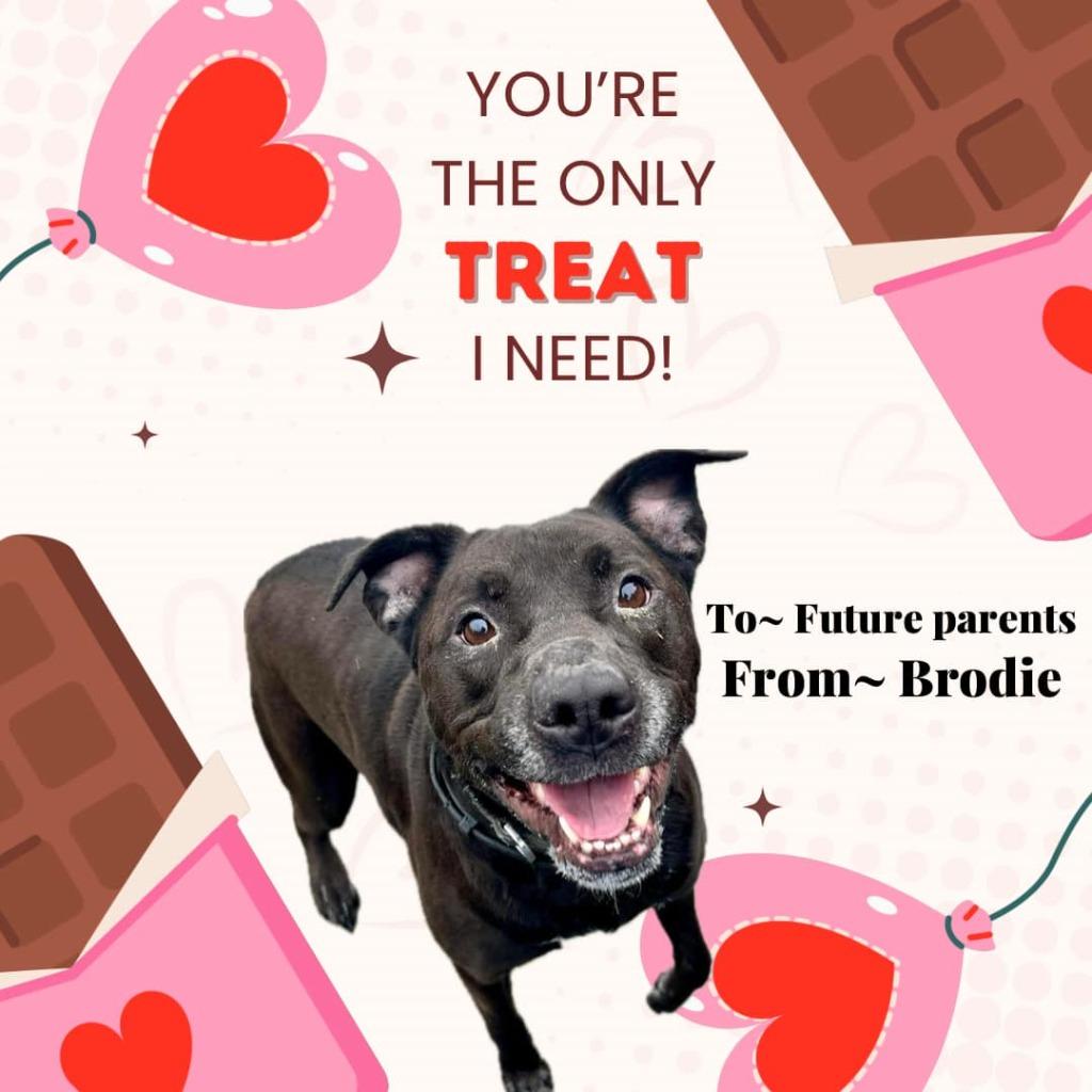 Enlarge Brodie, a Adoptable mixed breed in Kodiak, AK image 5/5