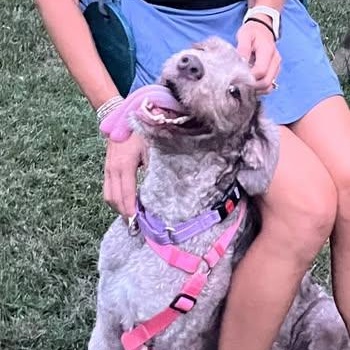 Mollie, Adoptable, Young Female Goldendoodle.