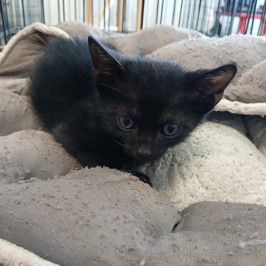 Enlarge Chris, a Adoptable Domestic Short Hair in Clarksdale, MS image 1/1