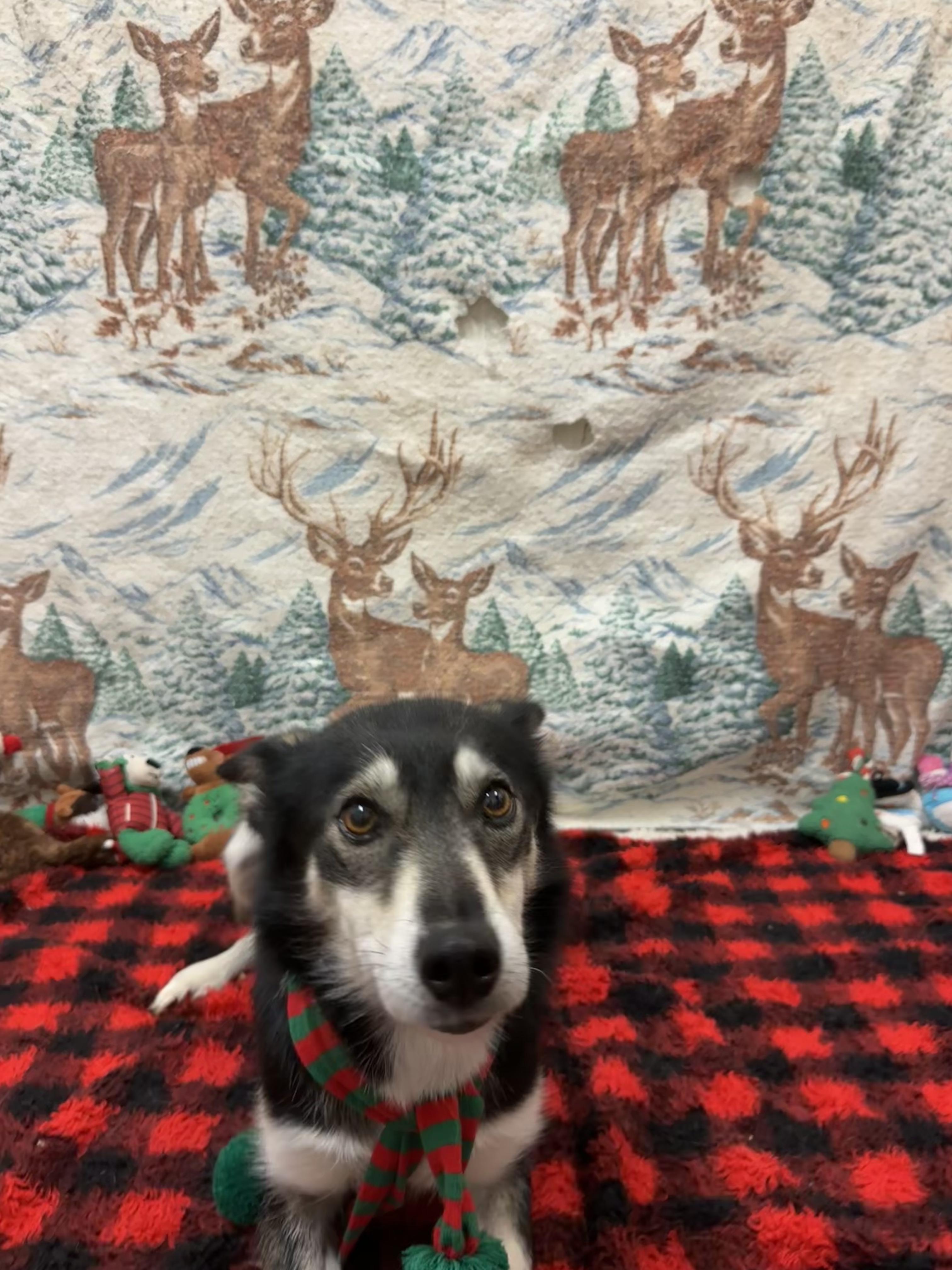 Blue, a Adoptable mixed breed in Appin, ON image 5/6