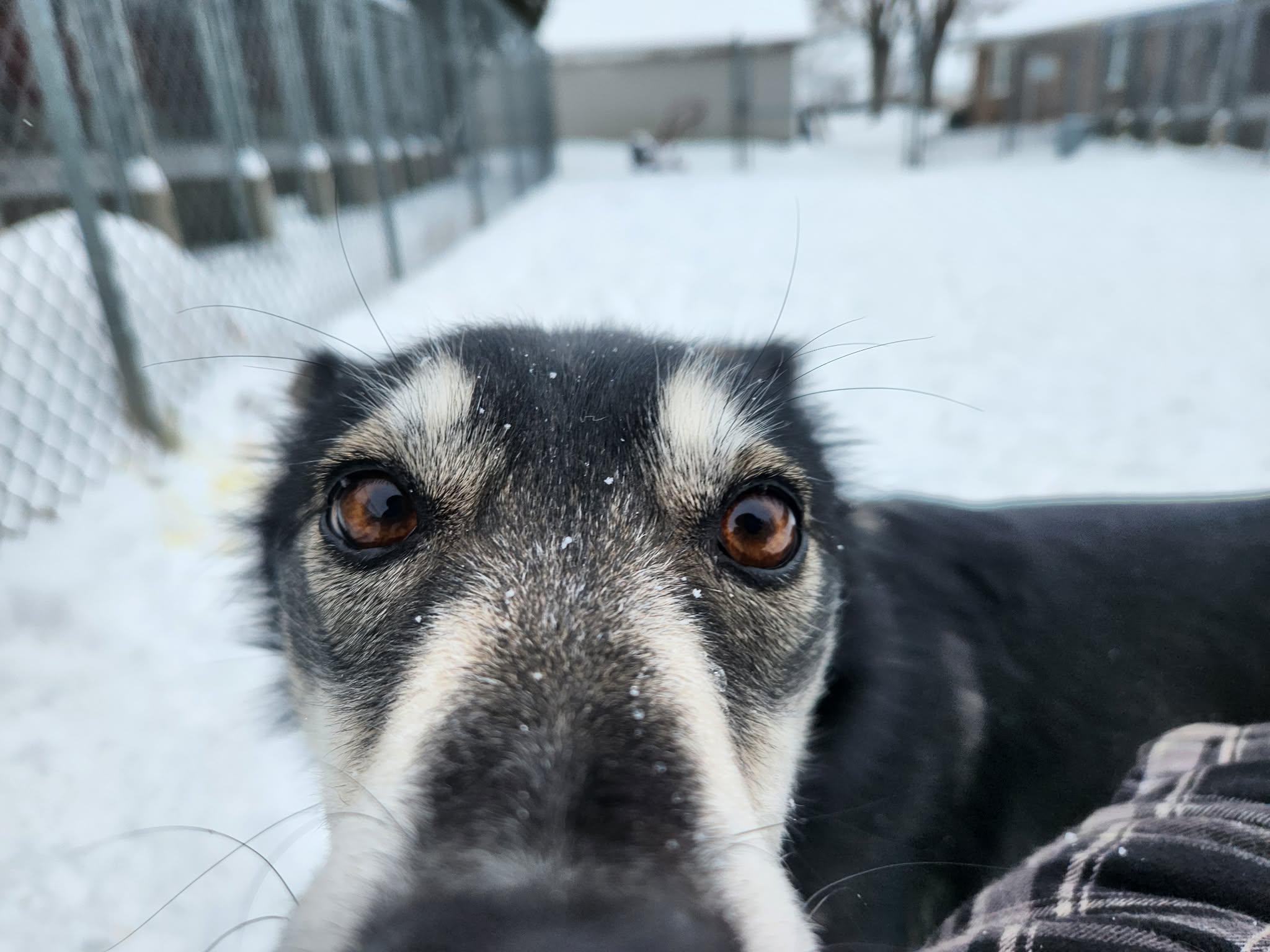 Blue, a Adoptable mixed breed in Appin, ON image 5/5