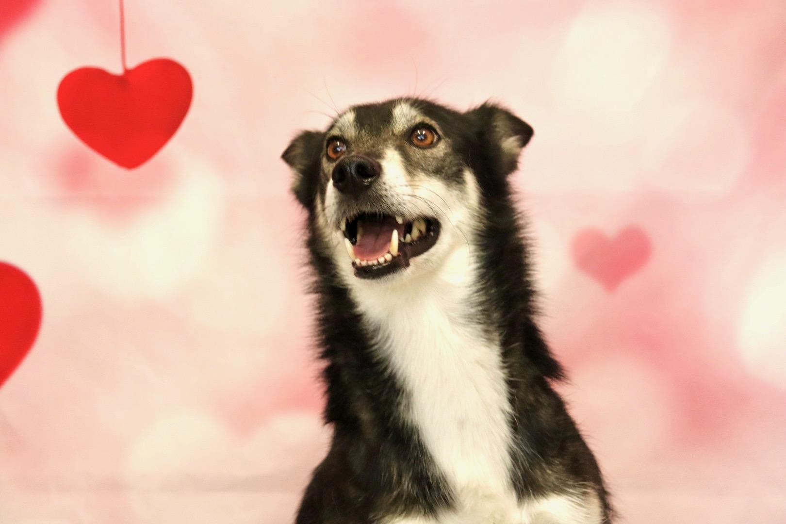 Blue, a Adoptable mixed breed in Appin, ON image 2/6