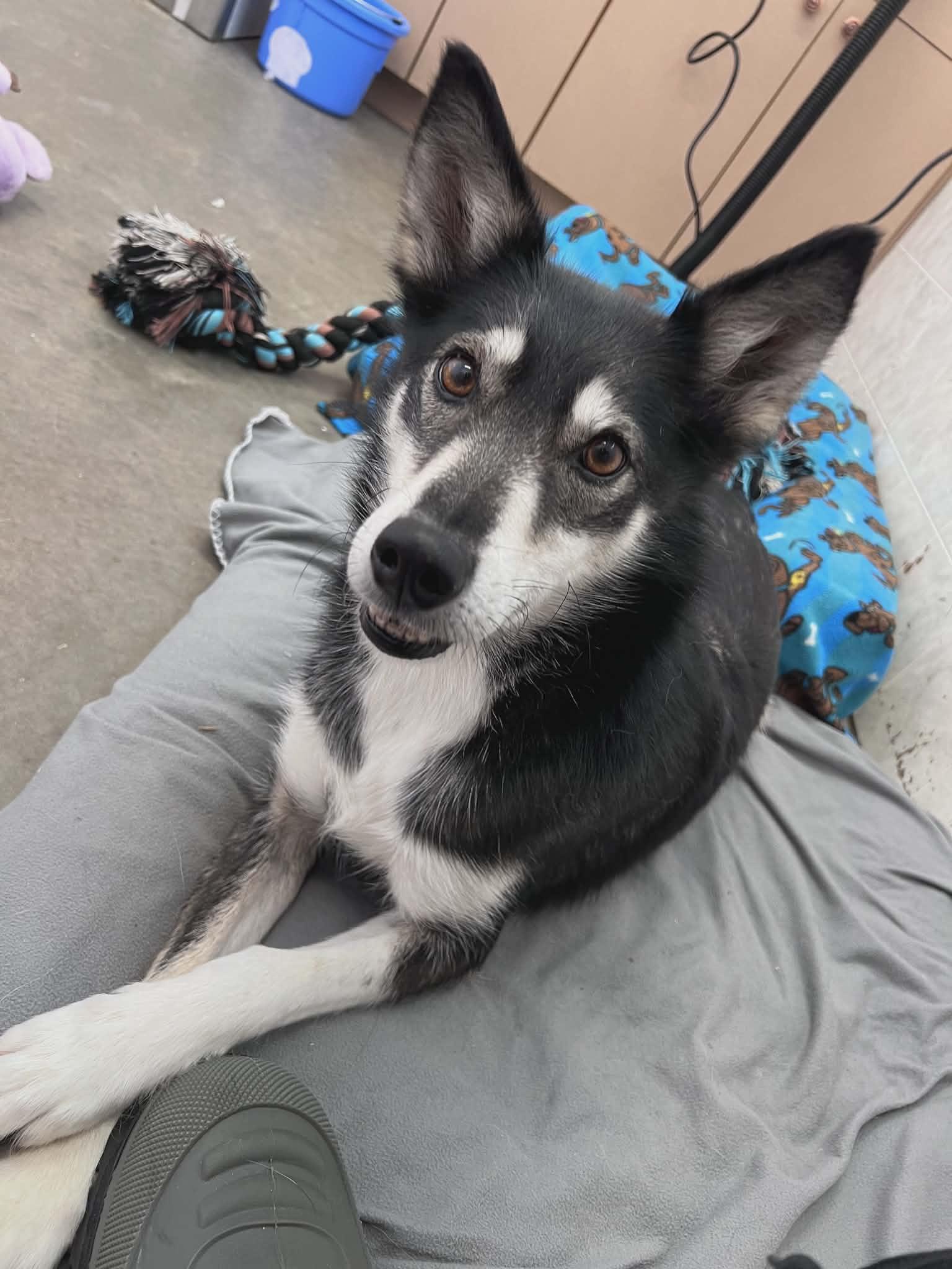 Blue, a Adoptable mixed breed in Appin, ON image 4/5