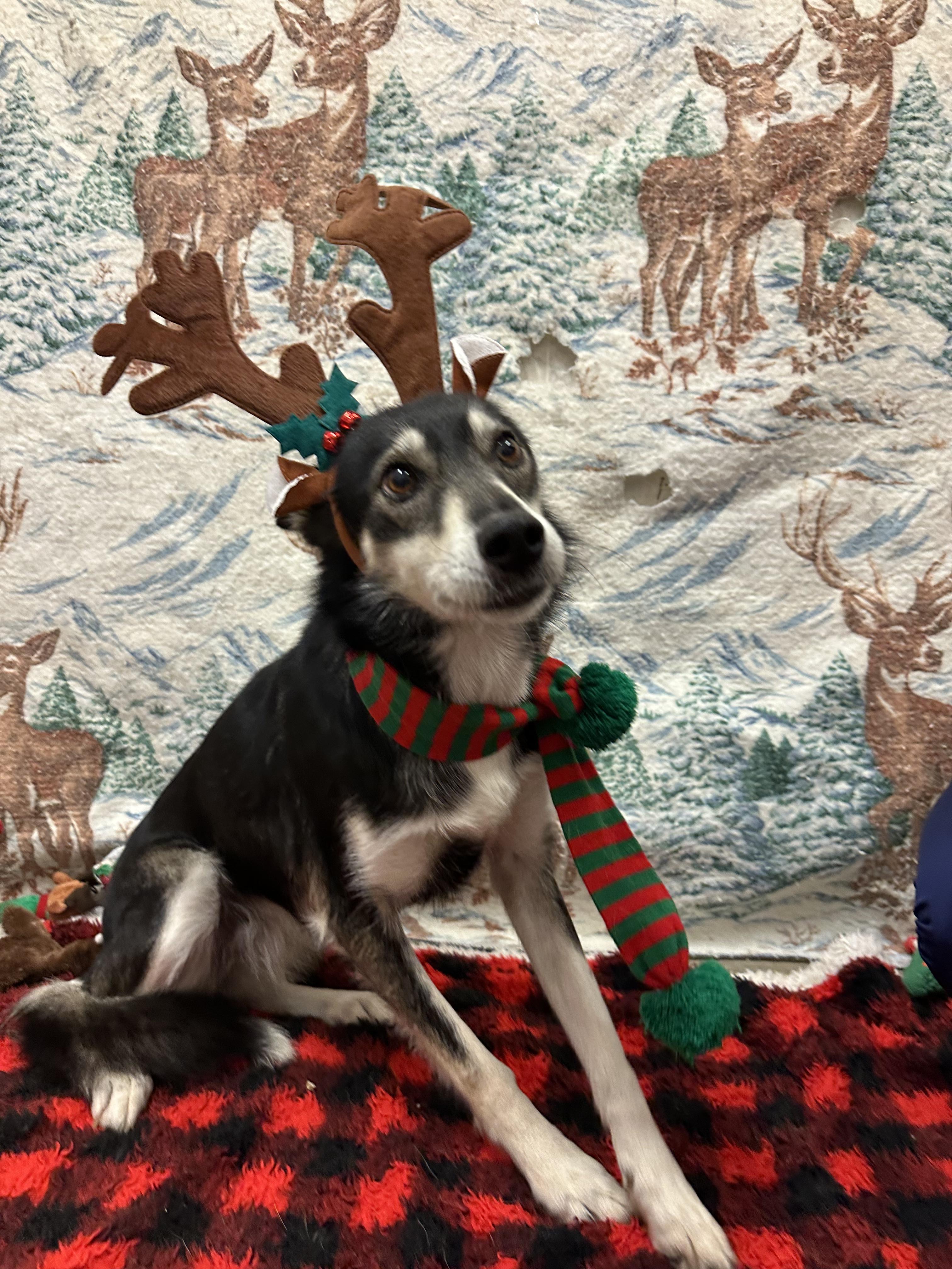 Blue, Adoptable, Adult Female Husky.