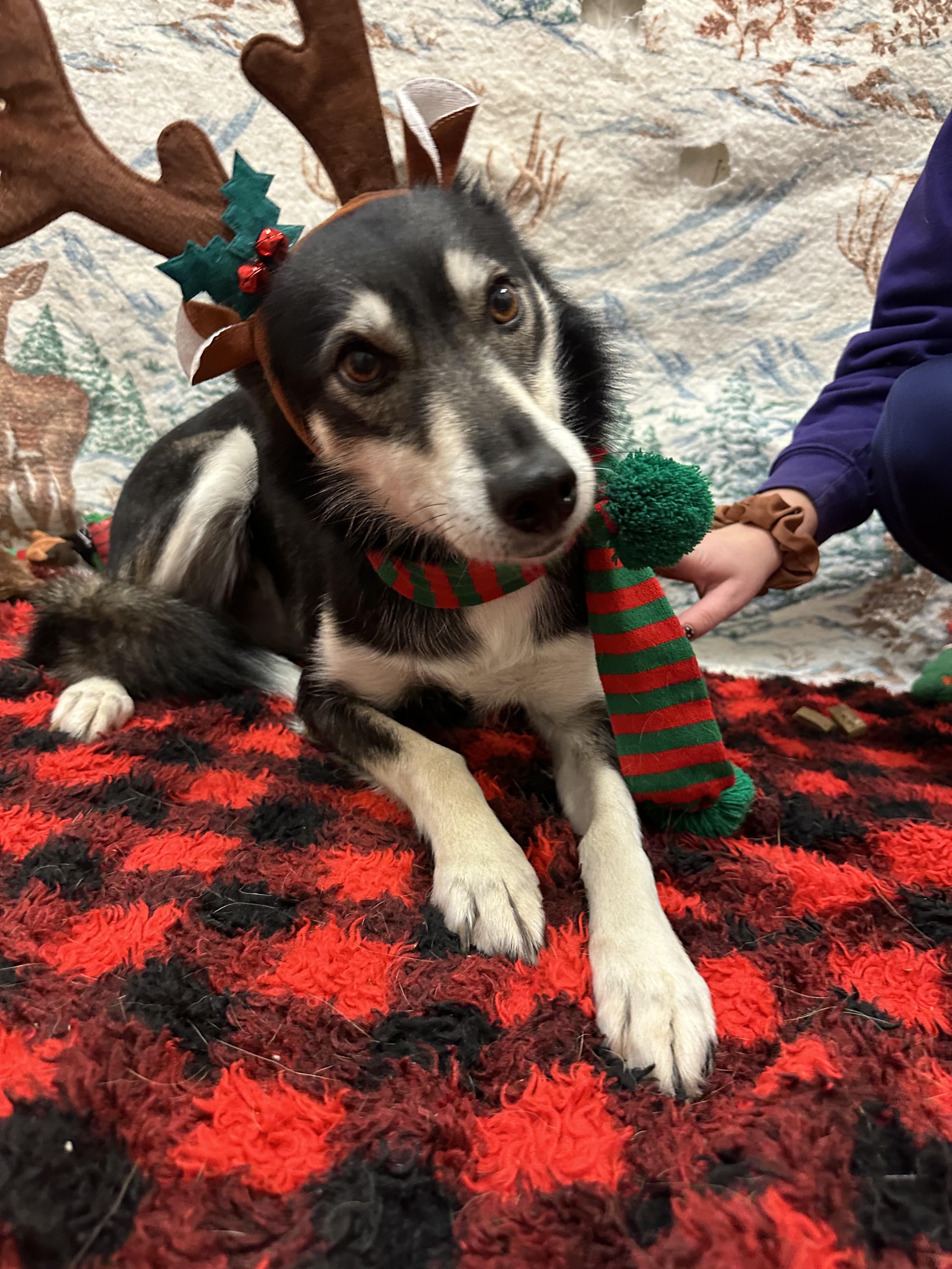 Blue, a Adoptable mixed breed in Appin, ON image 6/6